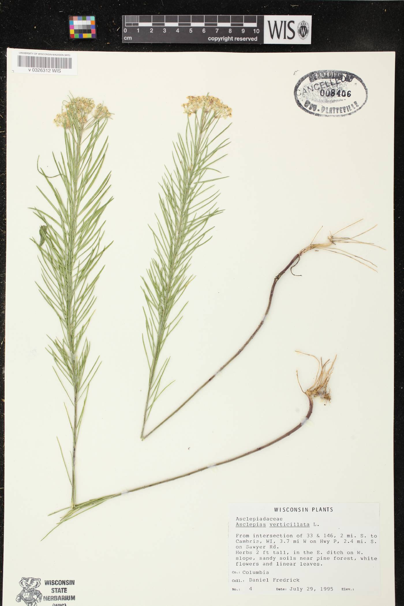 Asclepias verticillata image