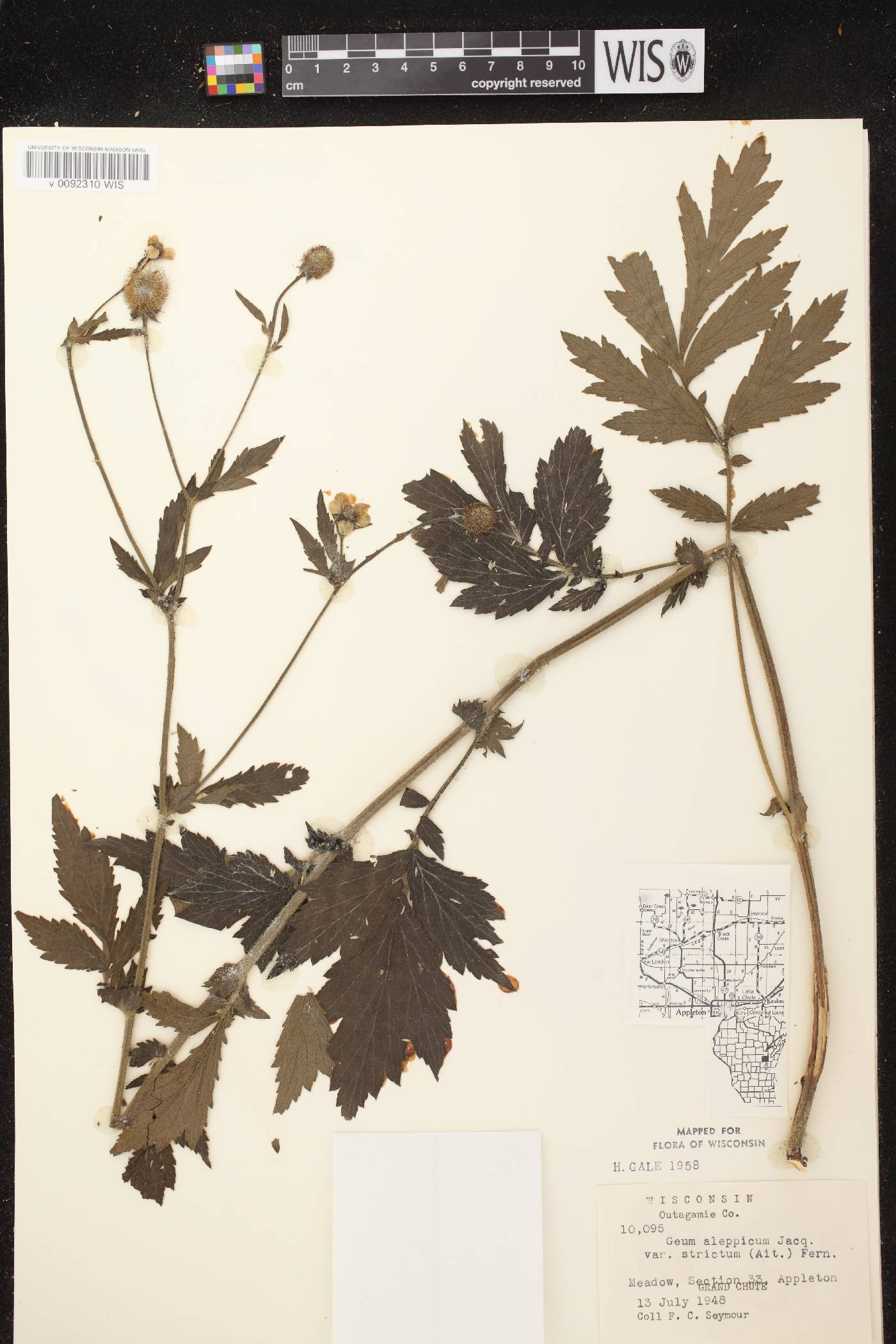 Geum aleppicum image