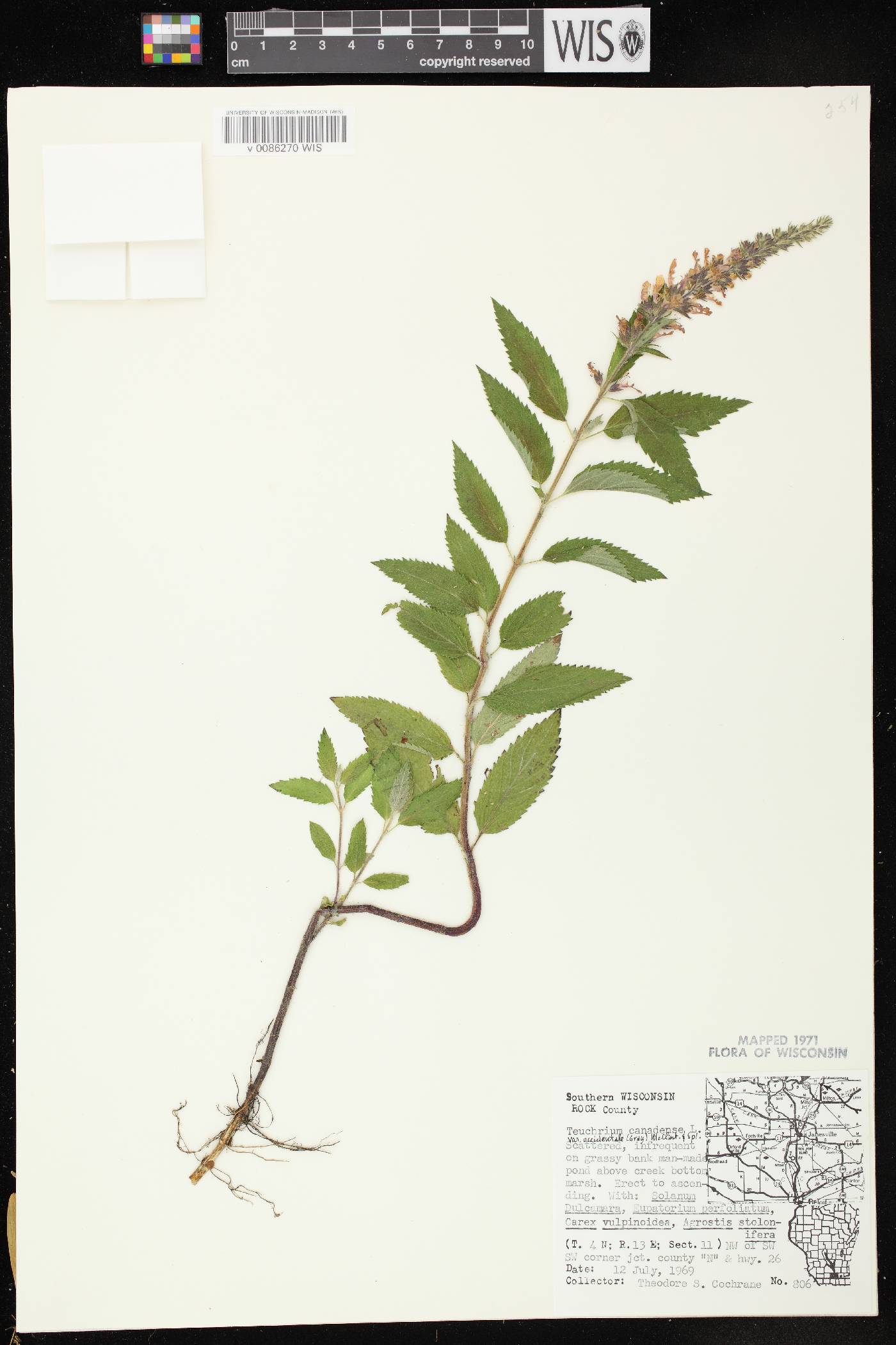 Teucrium canadense image