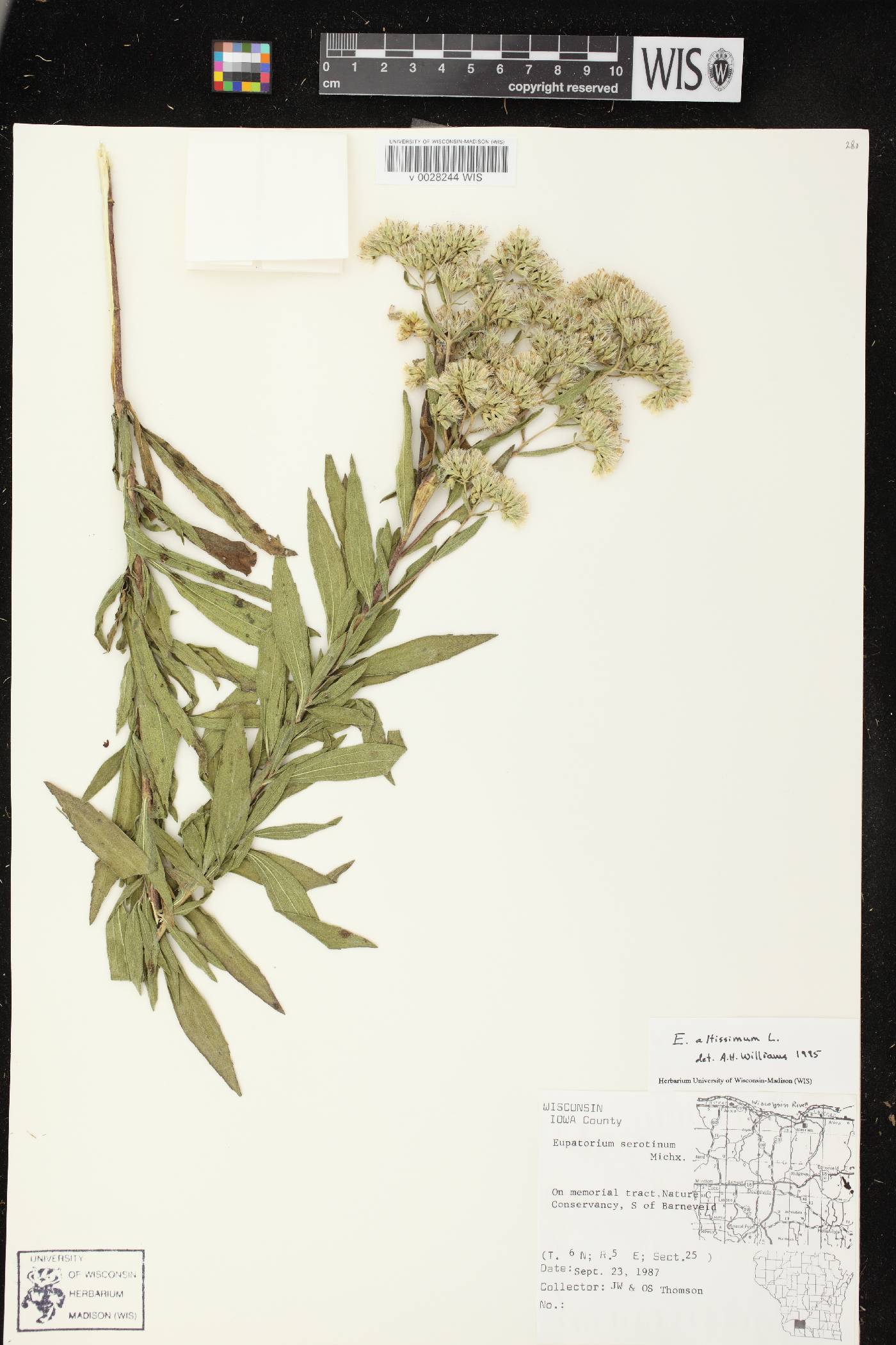 Eupatorium altissimum image