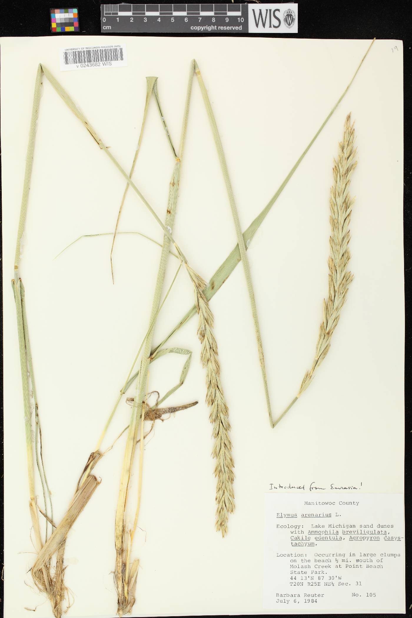 Leymus arenarius image
