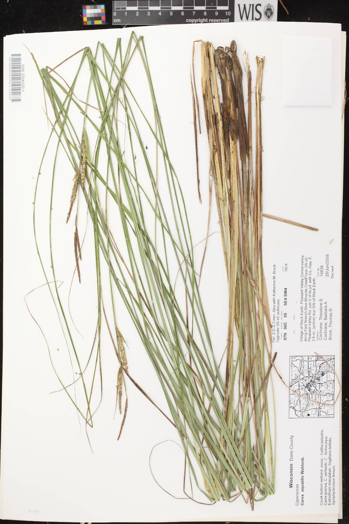 Carex aquatilis image