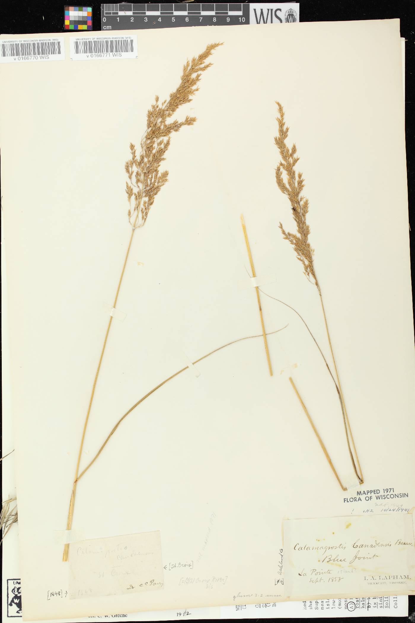 Calamagrostis canadensis var. canadensis image
