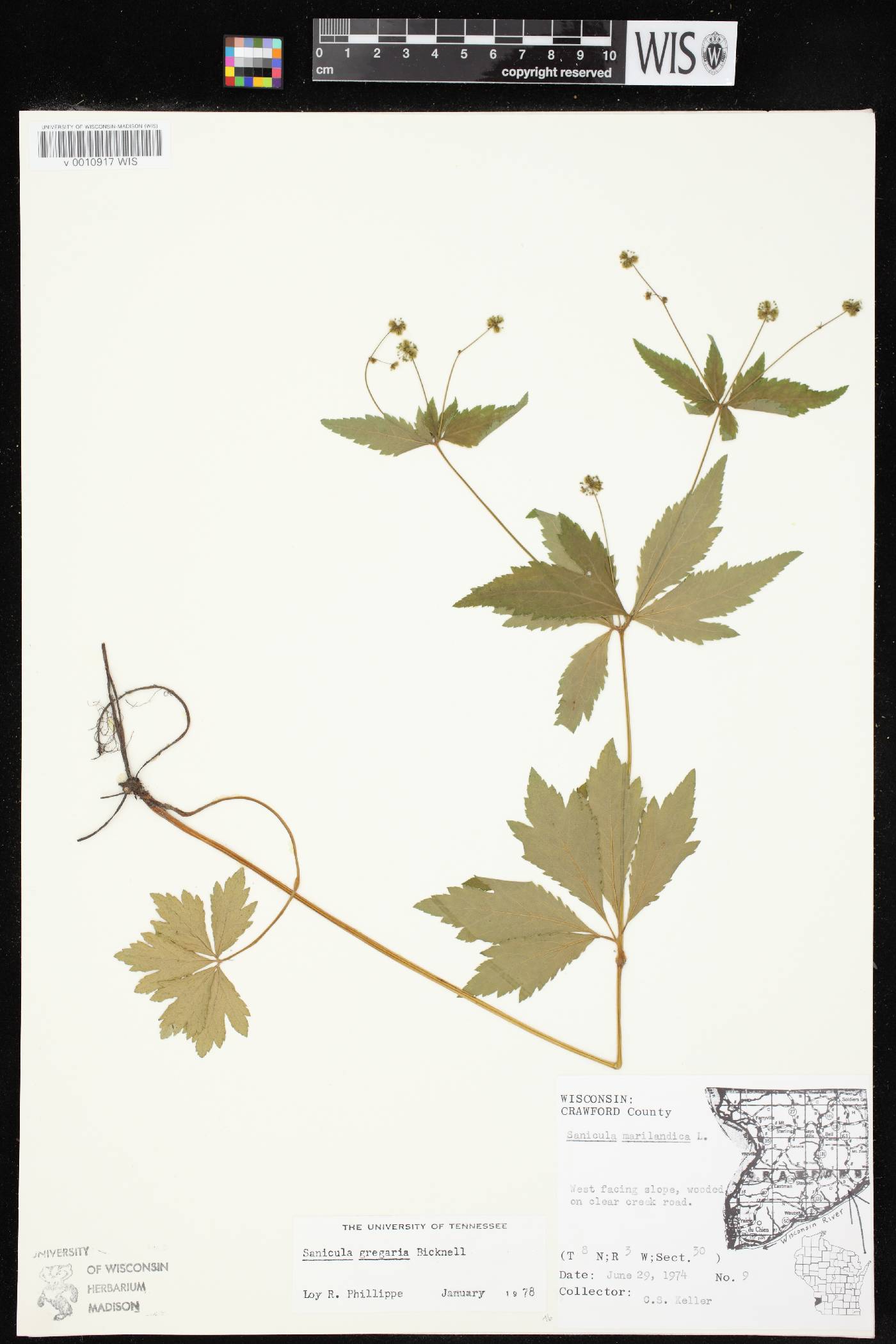 Sanicula odorata image