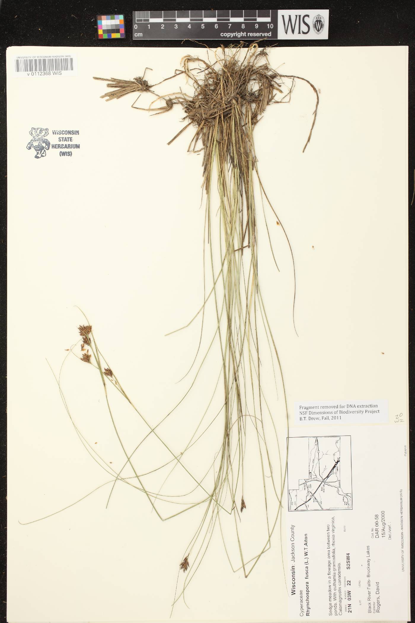 Rhynchospora fusca image