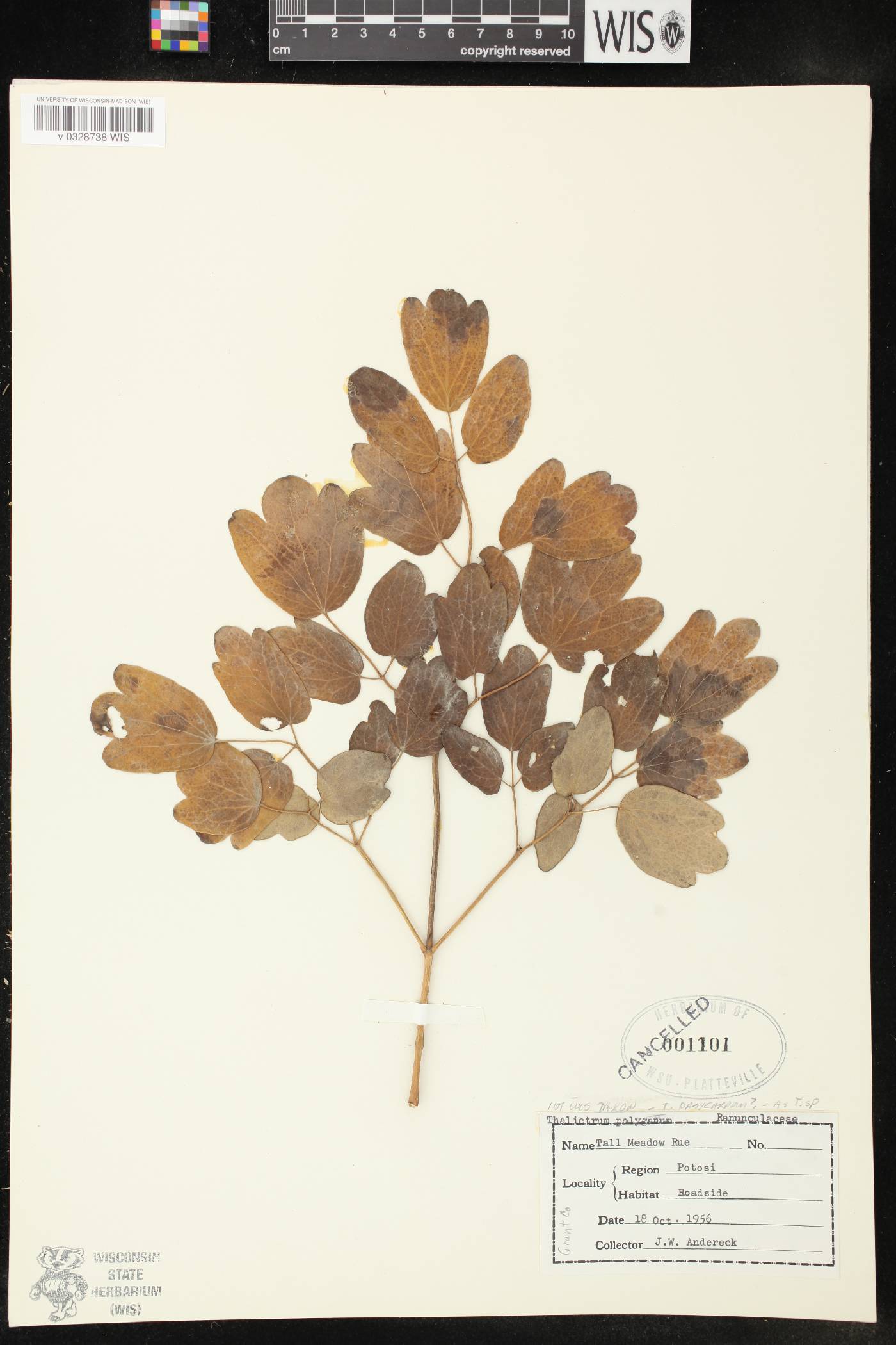 Thalictrum dasycarpum image