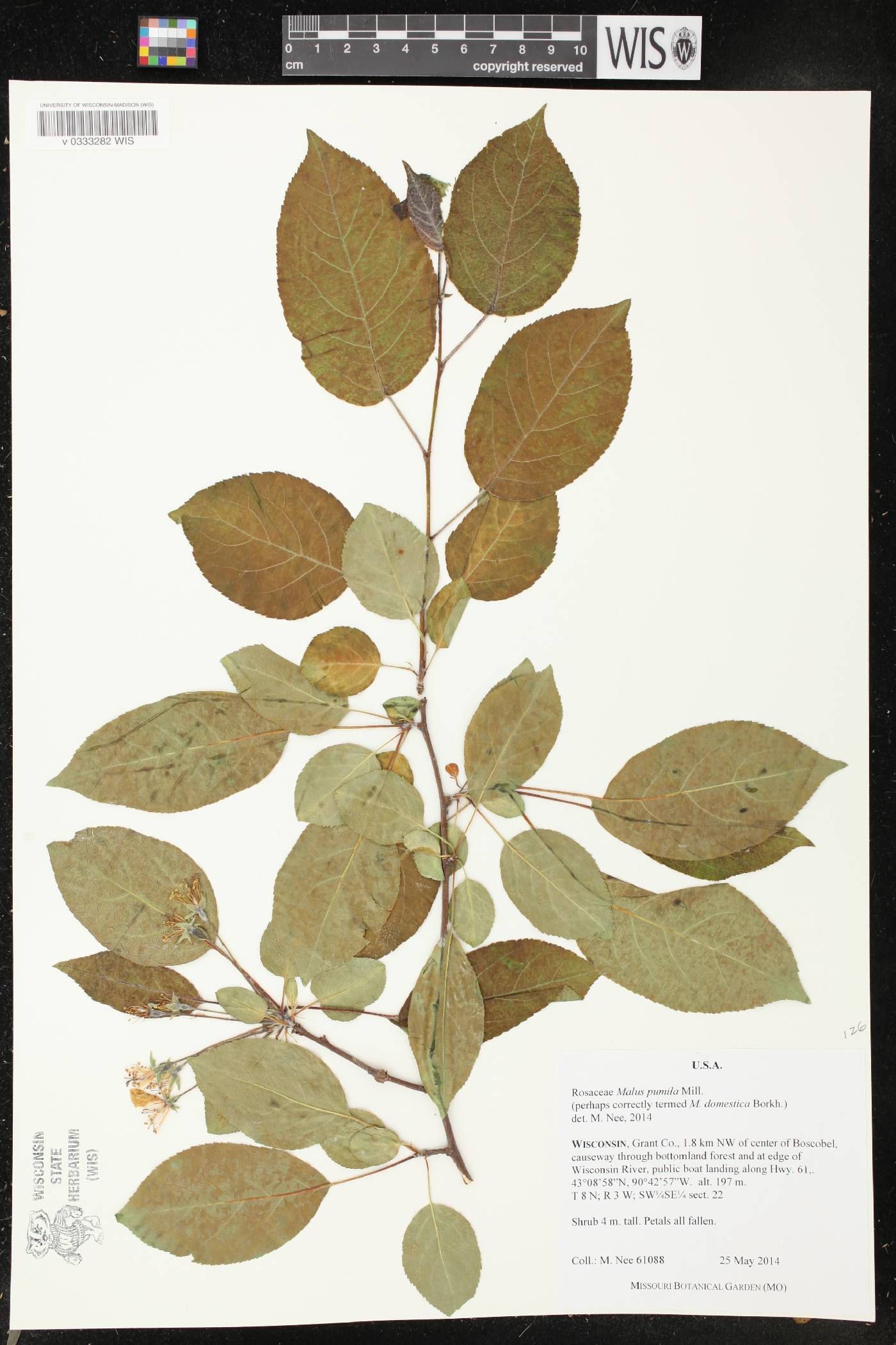 Malus pumila image