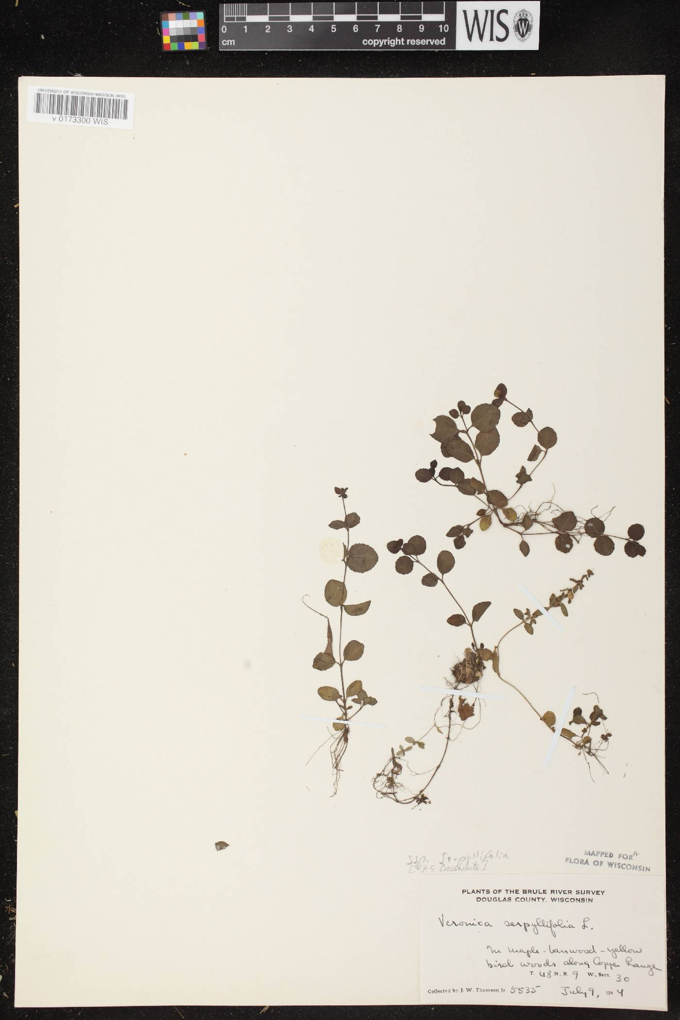 Veronica serpyllifolia subsp. serpyllifolia image