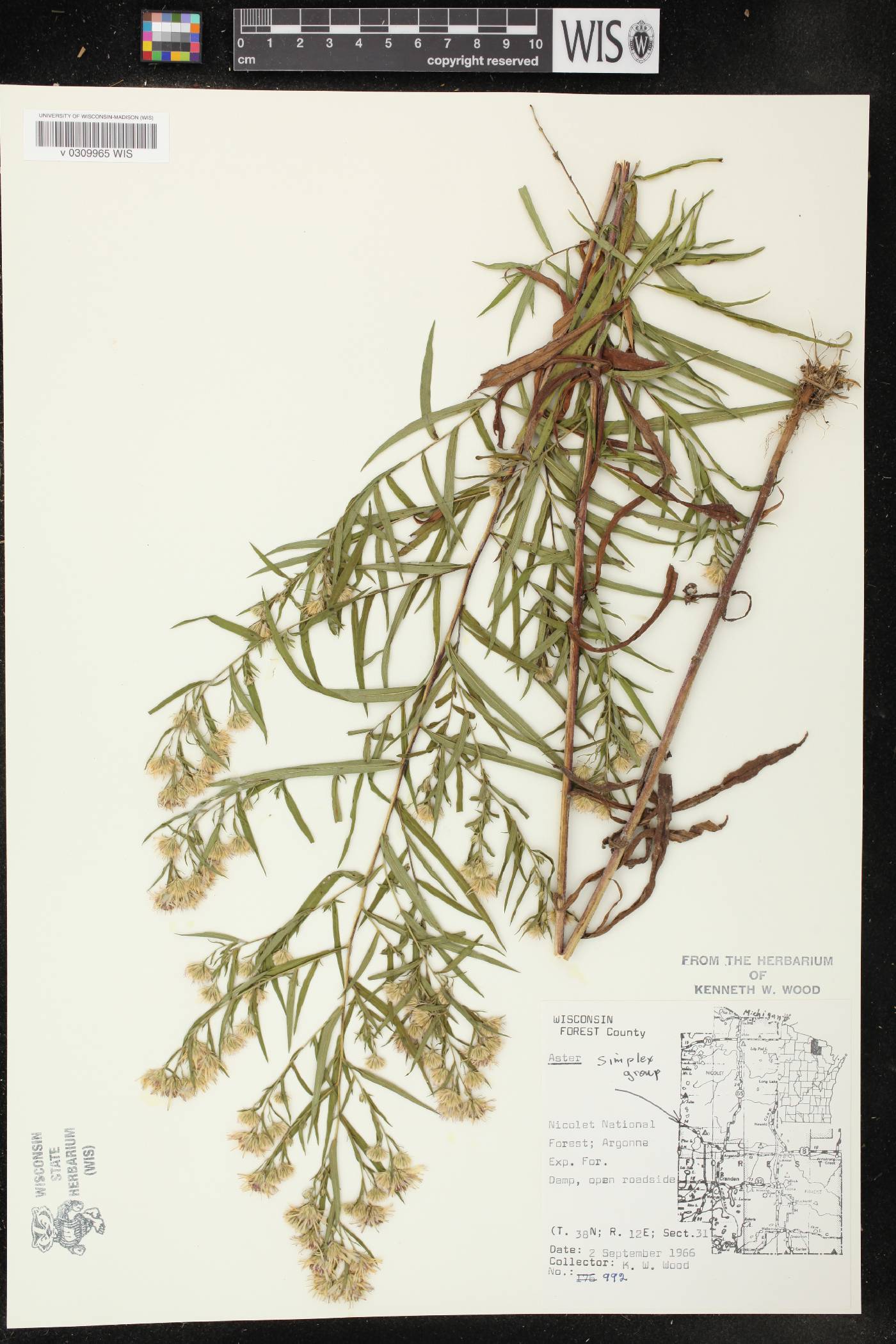 Symphyotrichum lanceolatum var. lanceolatum image