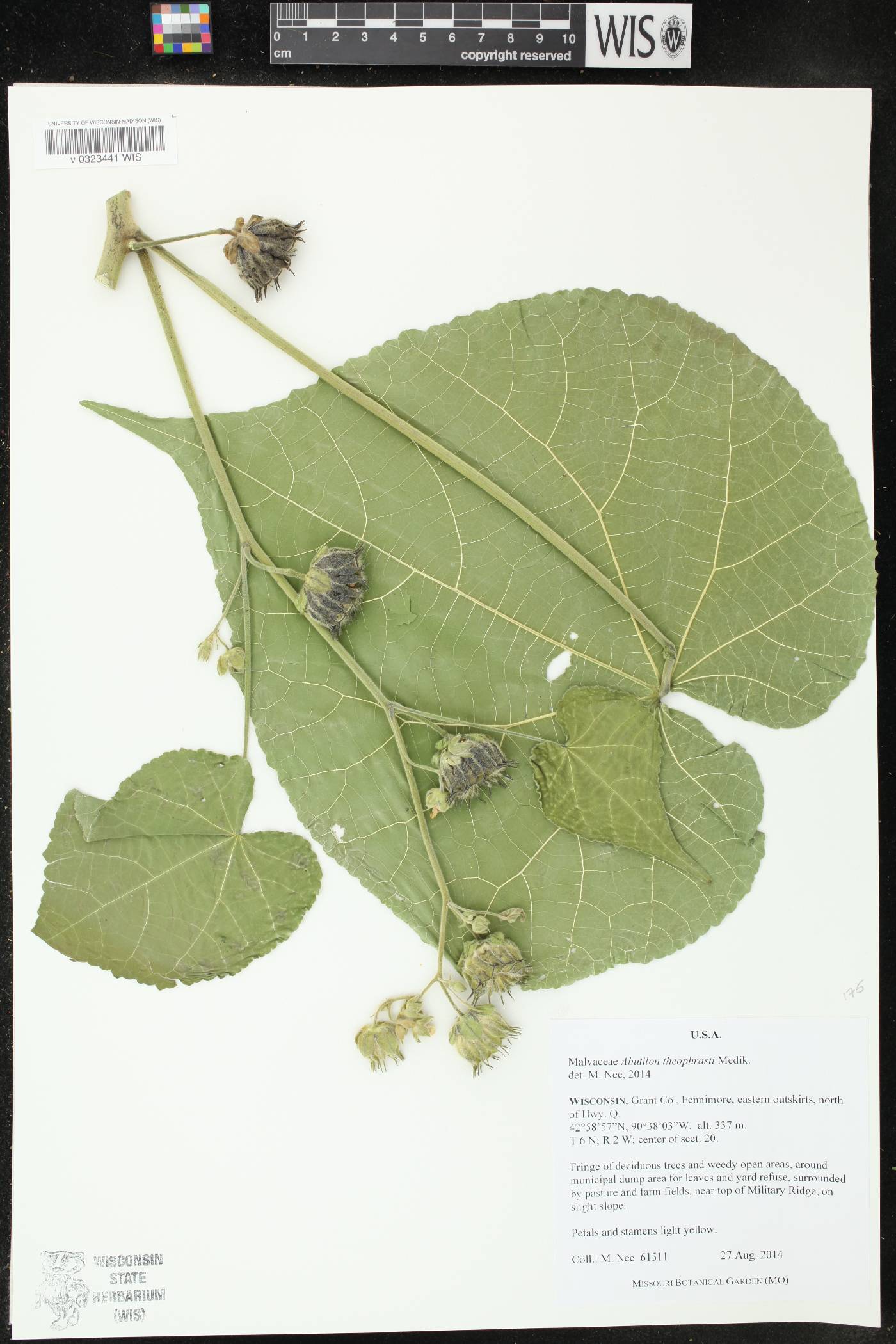 Abutilon theophrasti image