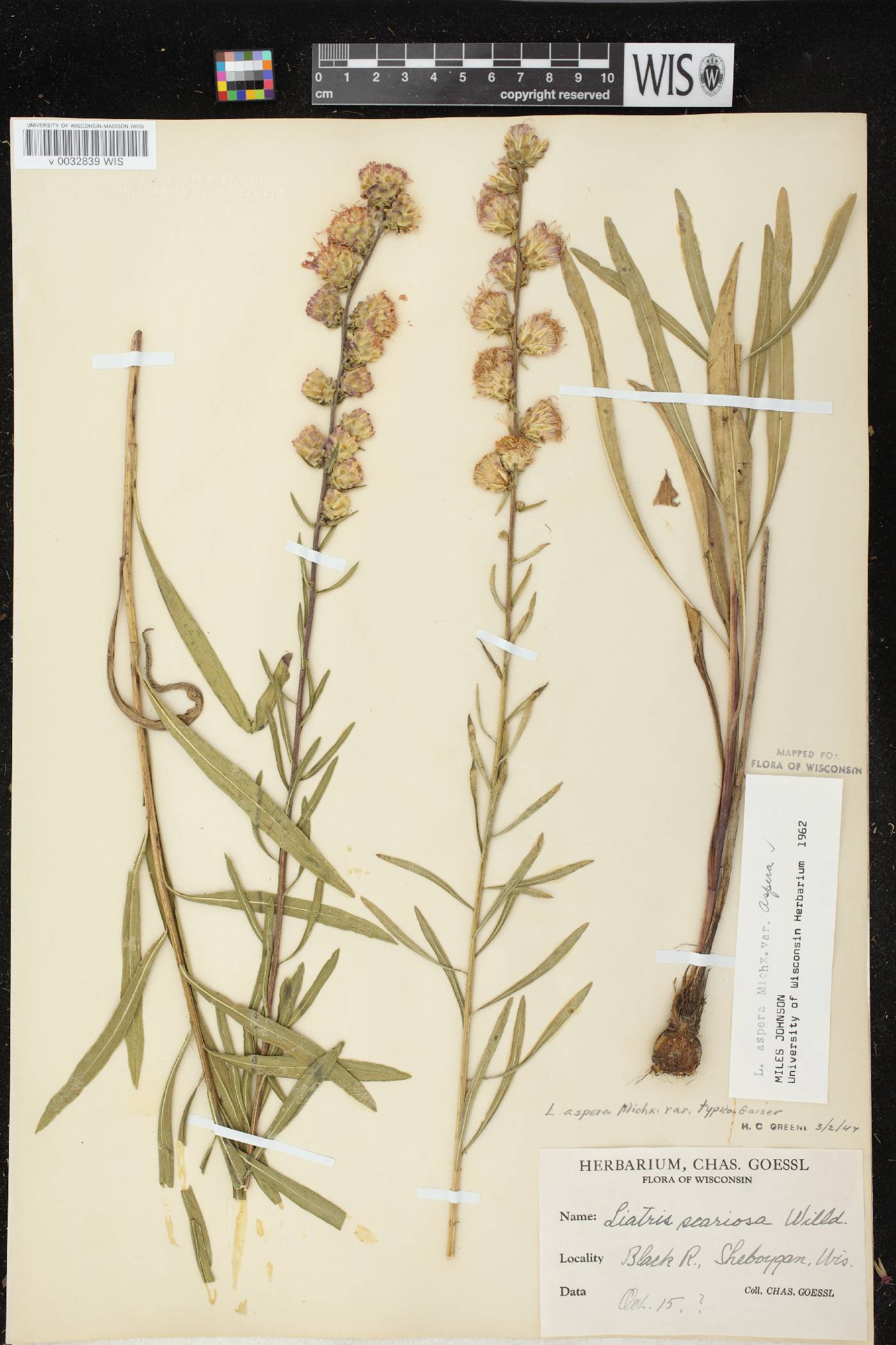 Liatris aspera image