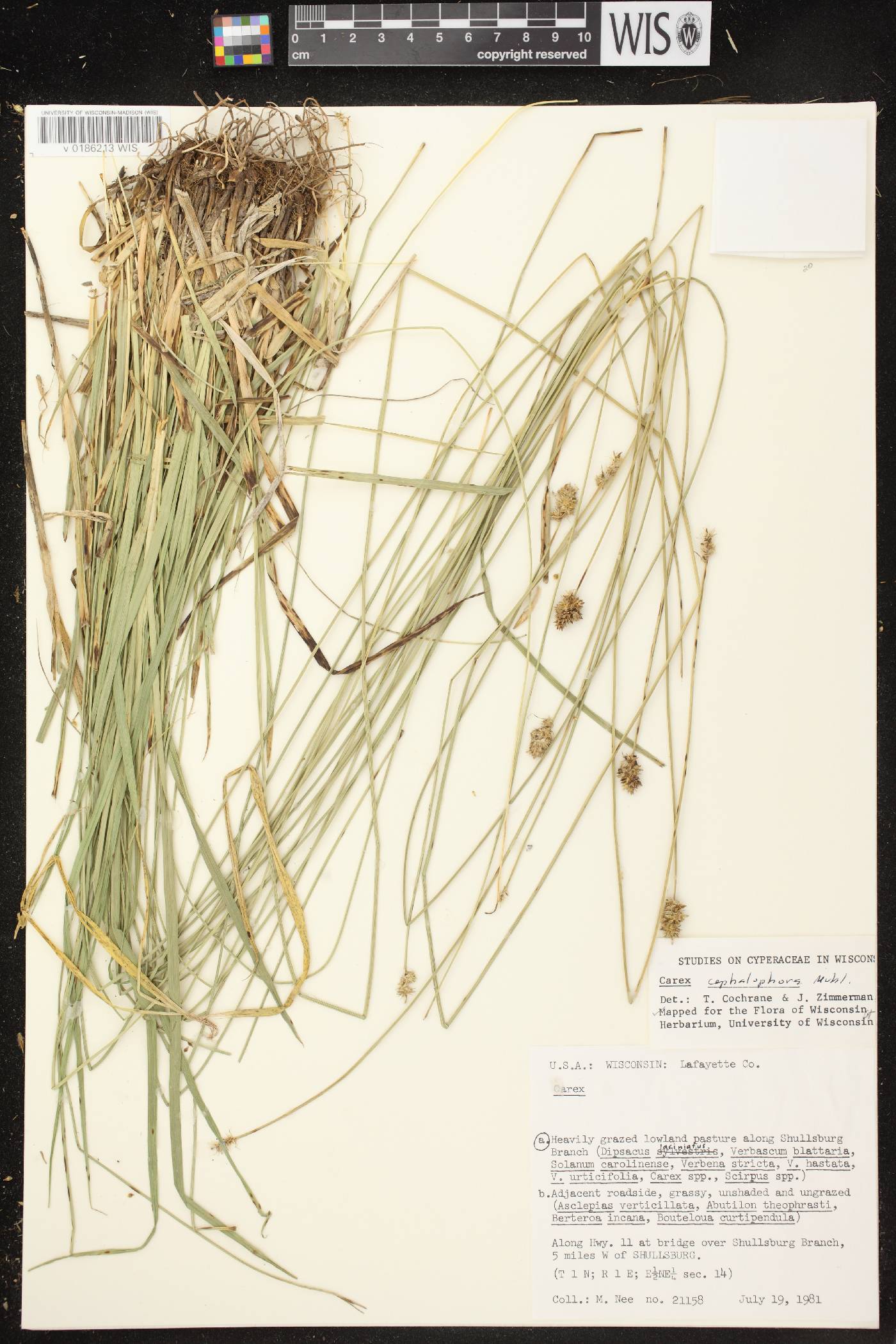 Carex cephalophora image