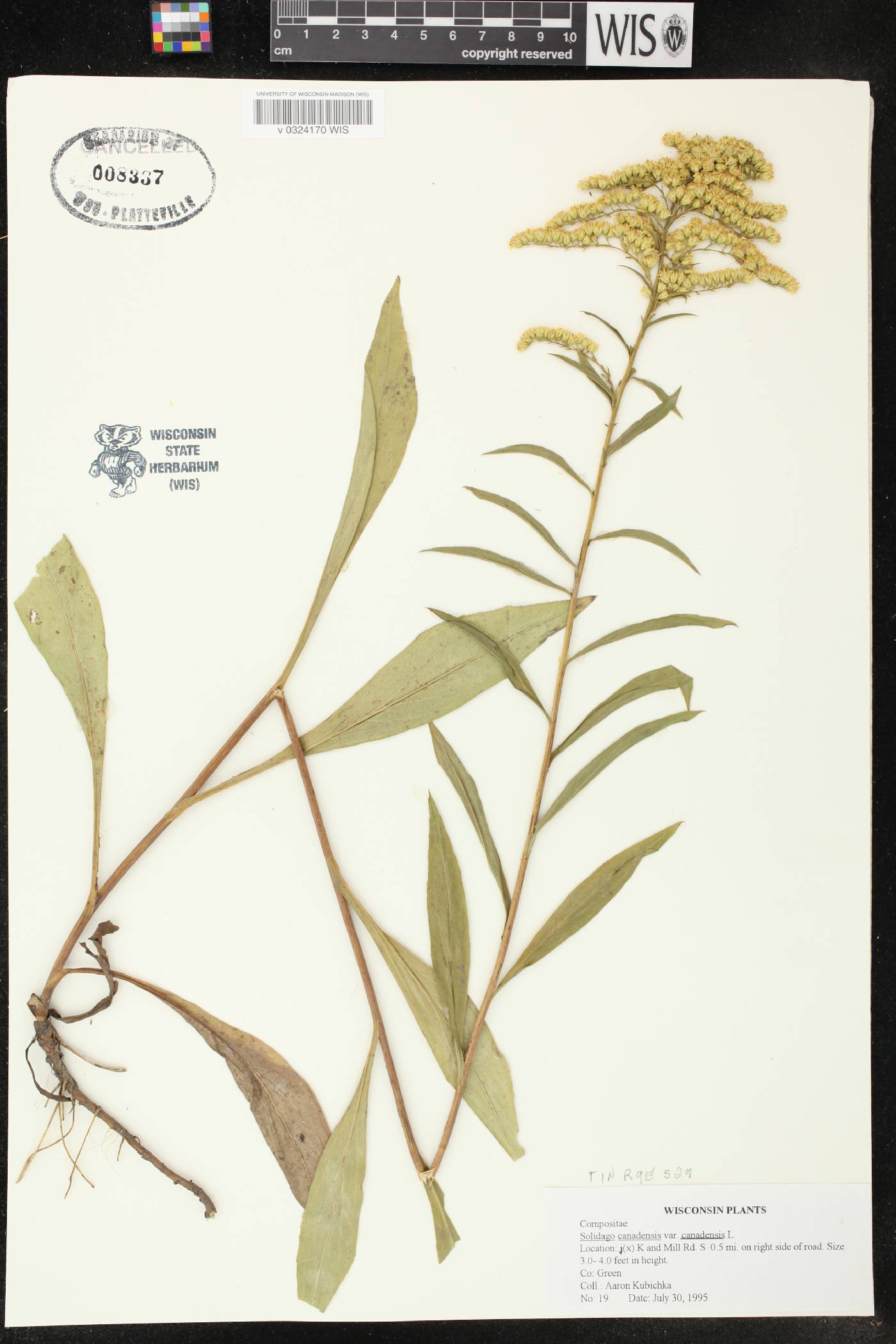 Solidago canadensis image