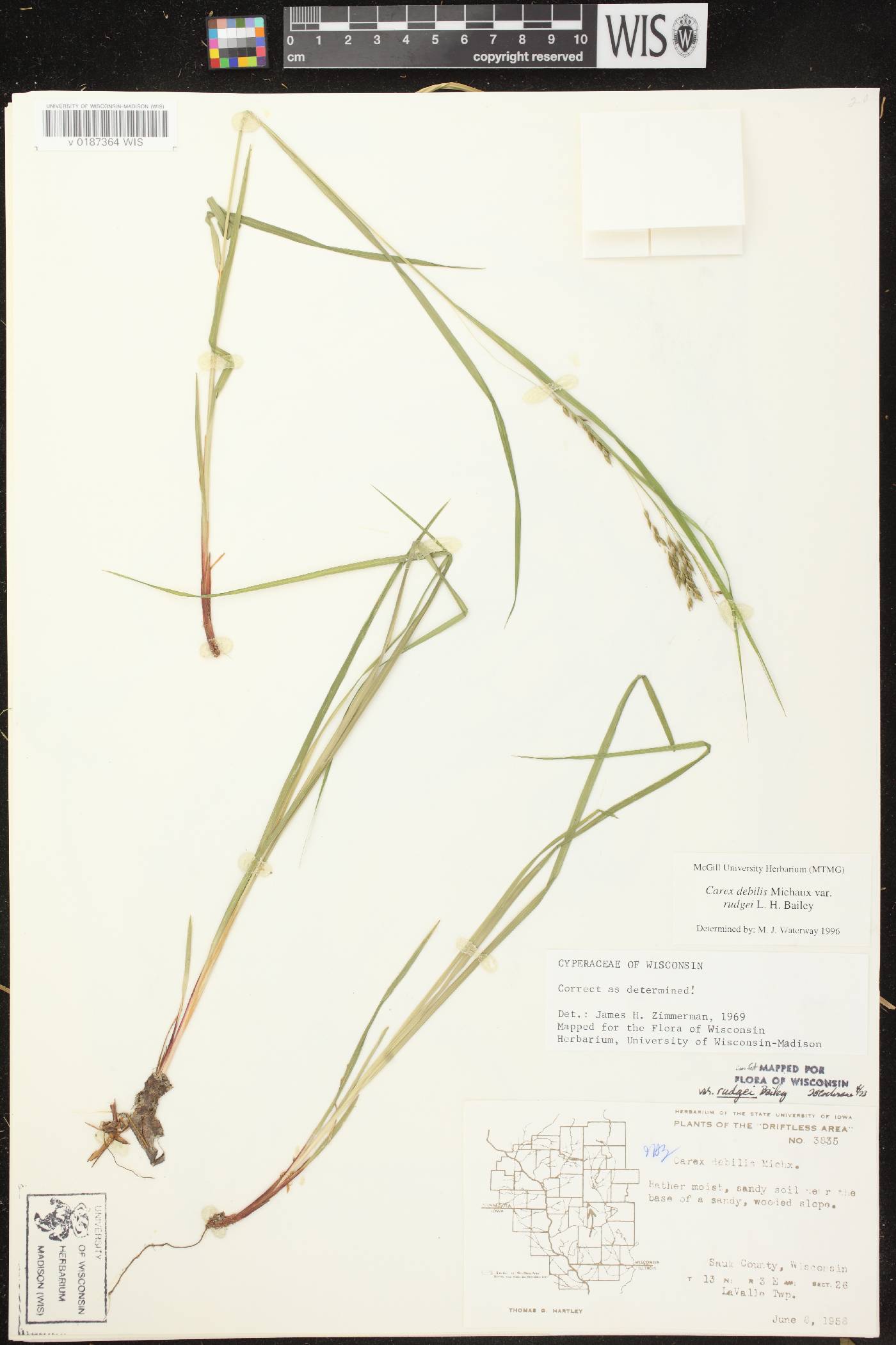 Carex debilis var. rudgei image