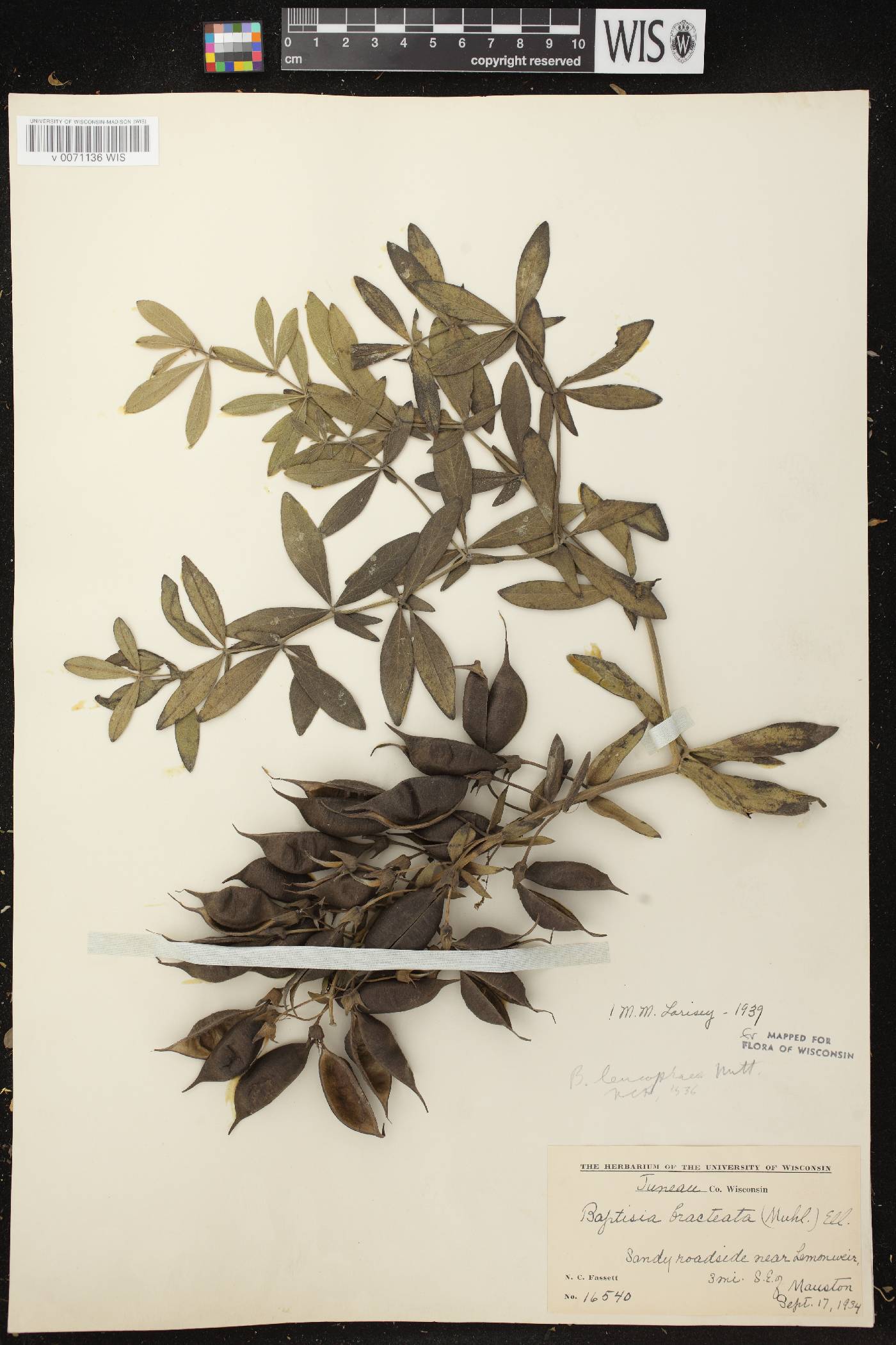 Baptisia leucophaea image