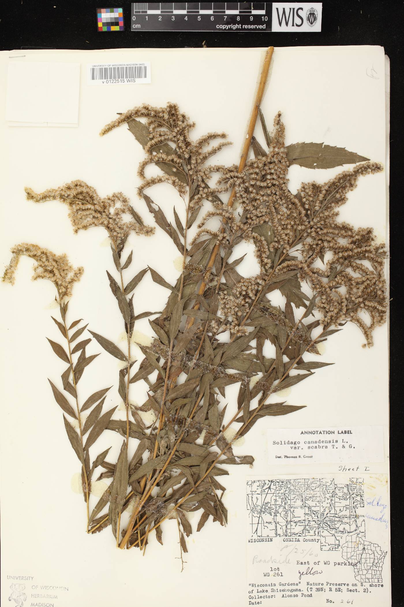 Solidago altissima subsp. altissima image