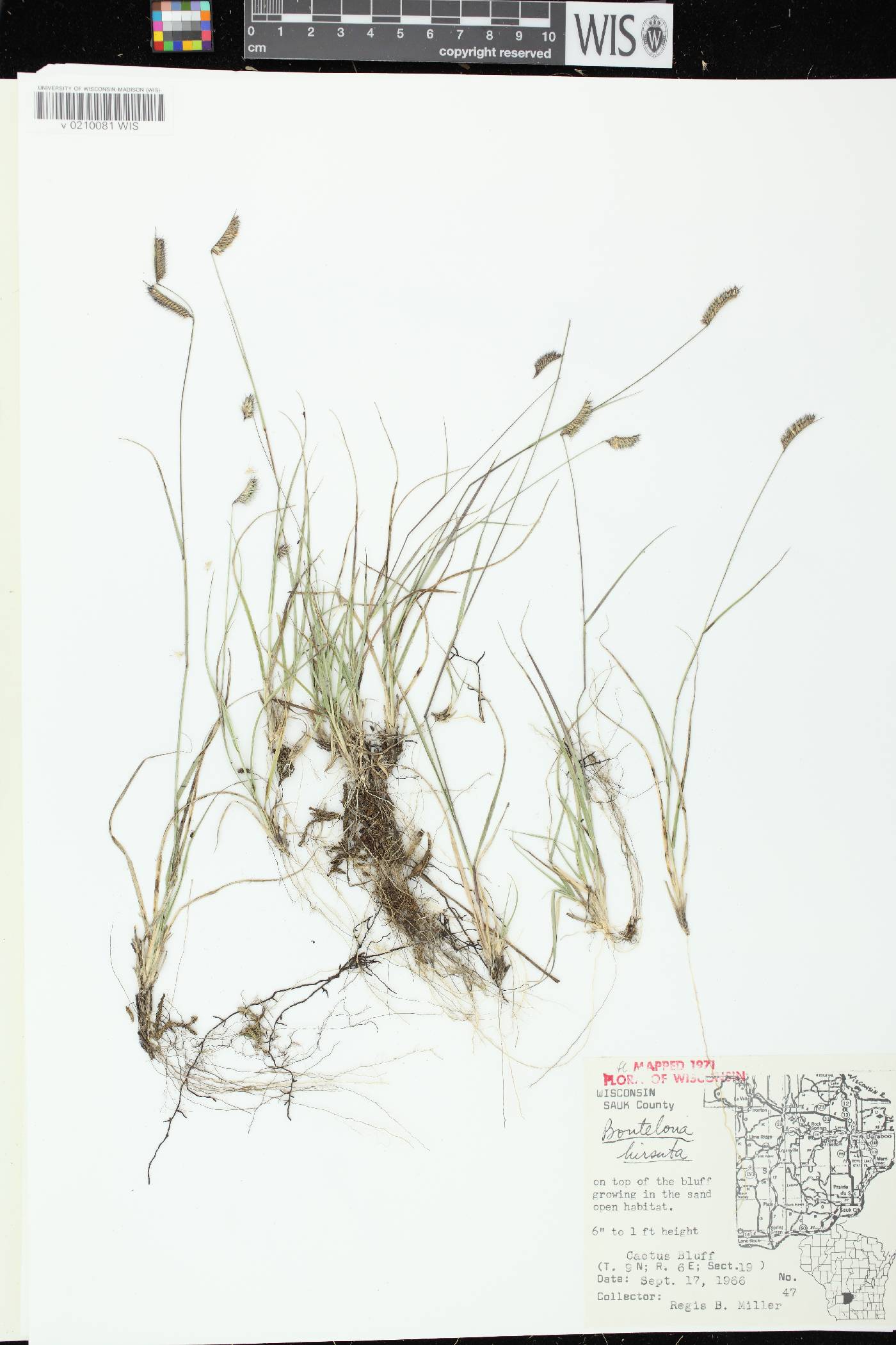 Bouteloua hirsuta image