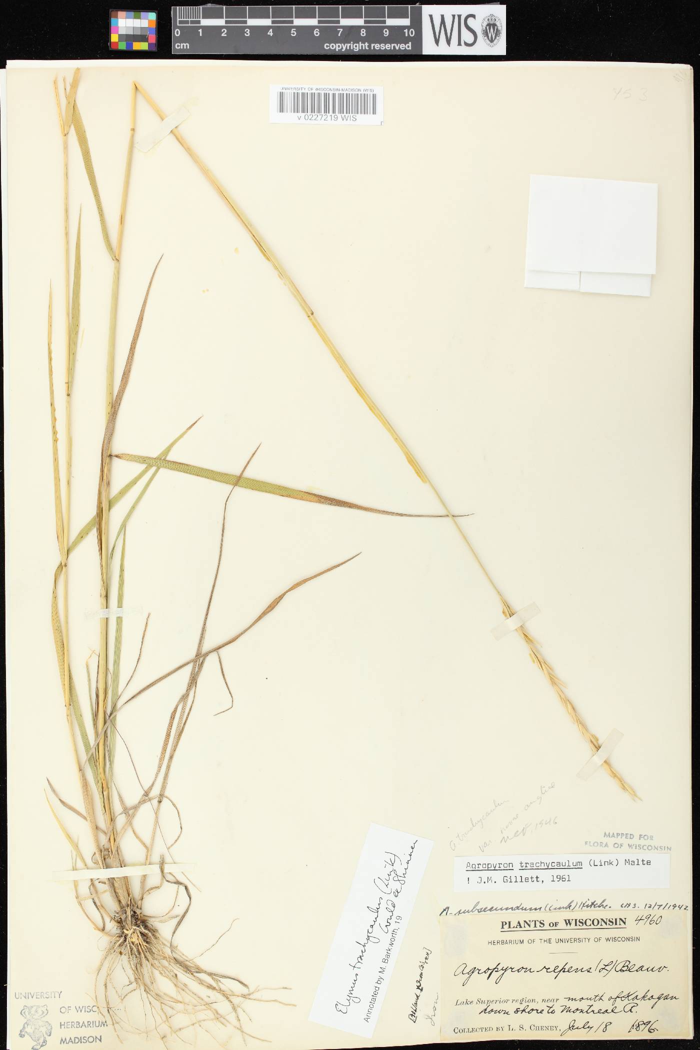 Elymus trachycaulus subsp. trachycaulus image