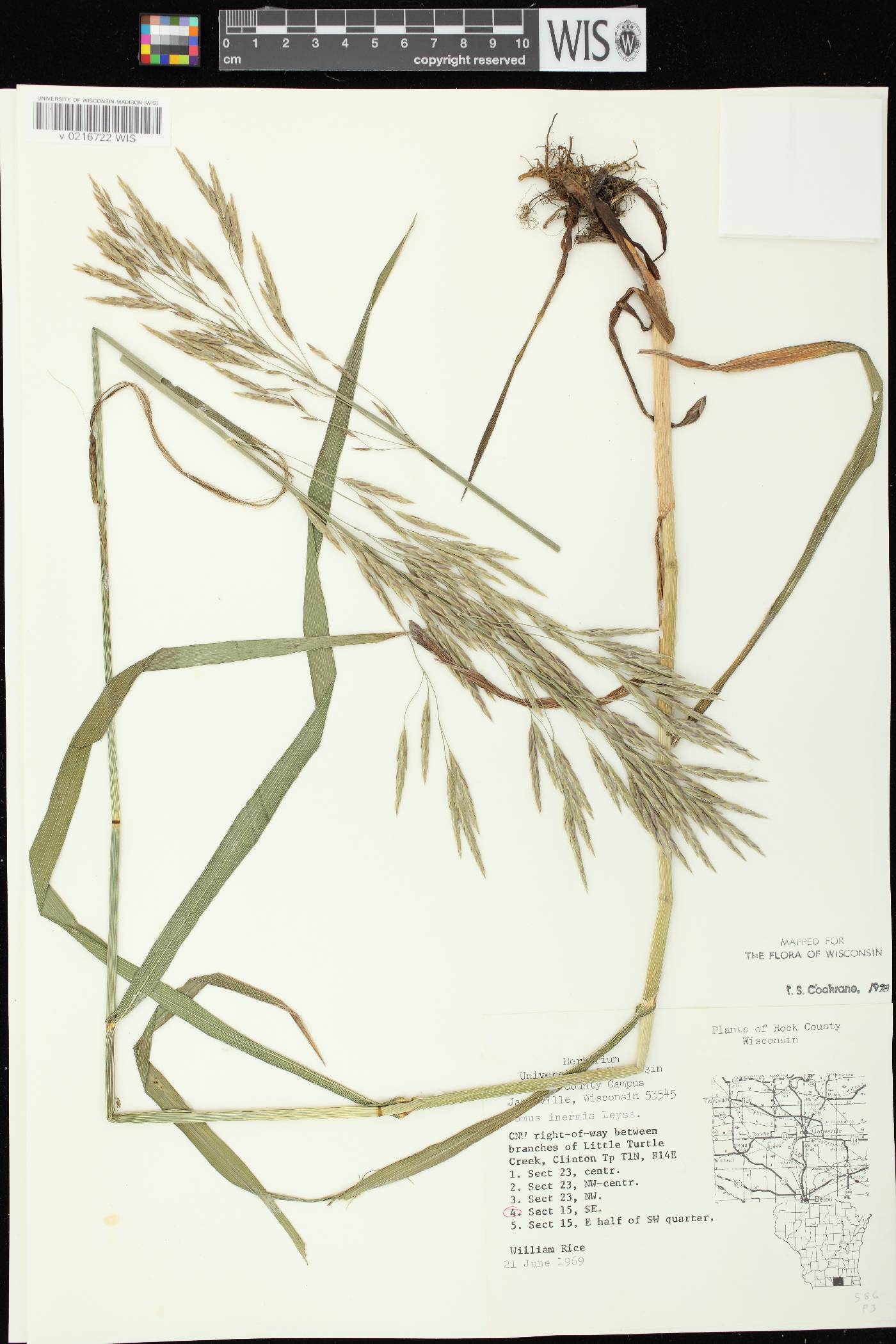 Bromus inermis image