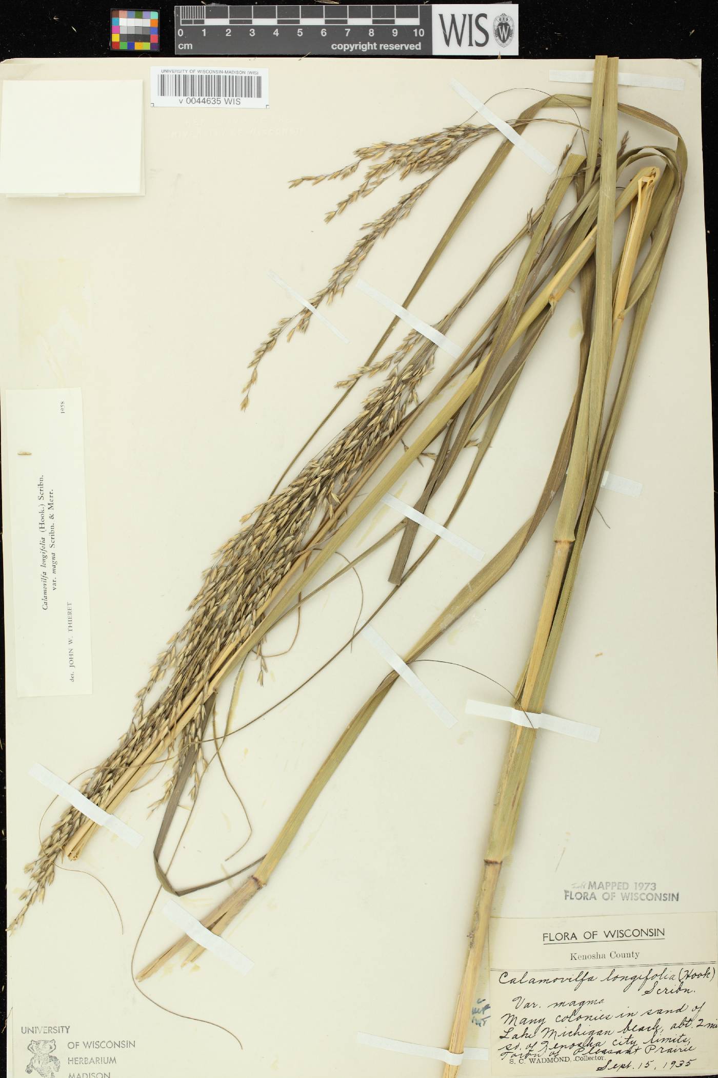 Calamovilfa longifolia image