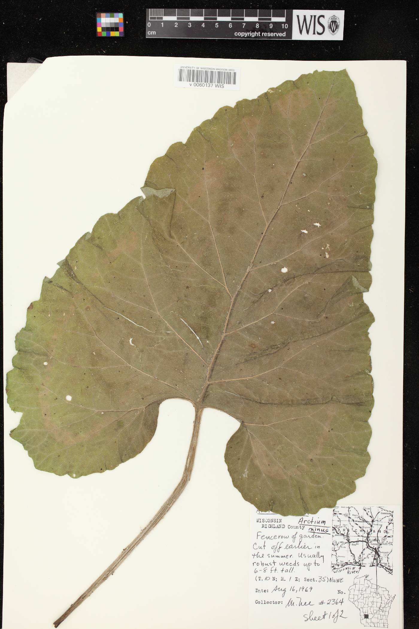 Arctium minus image