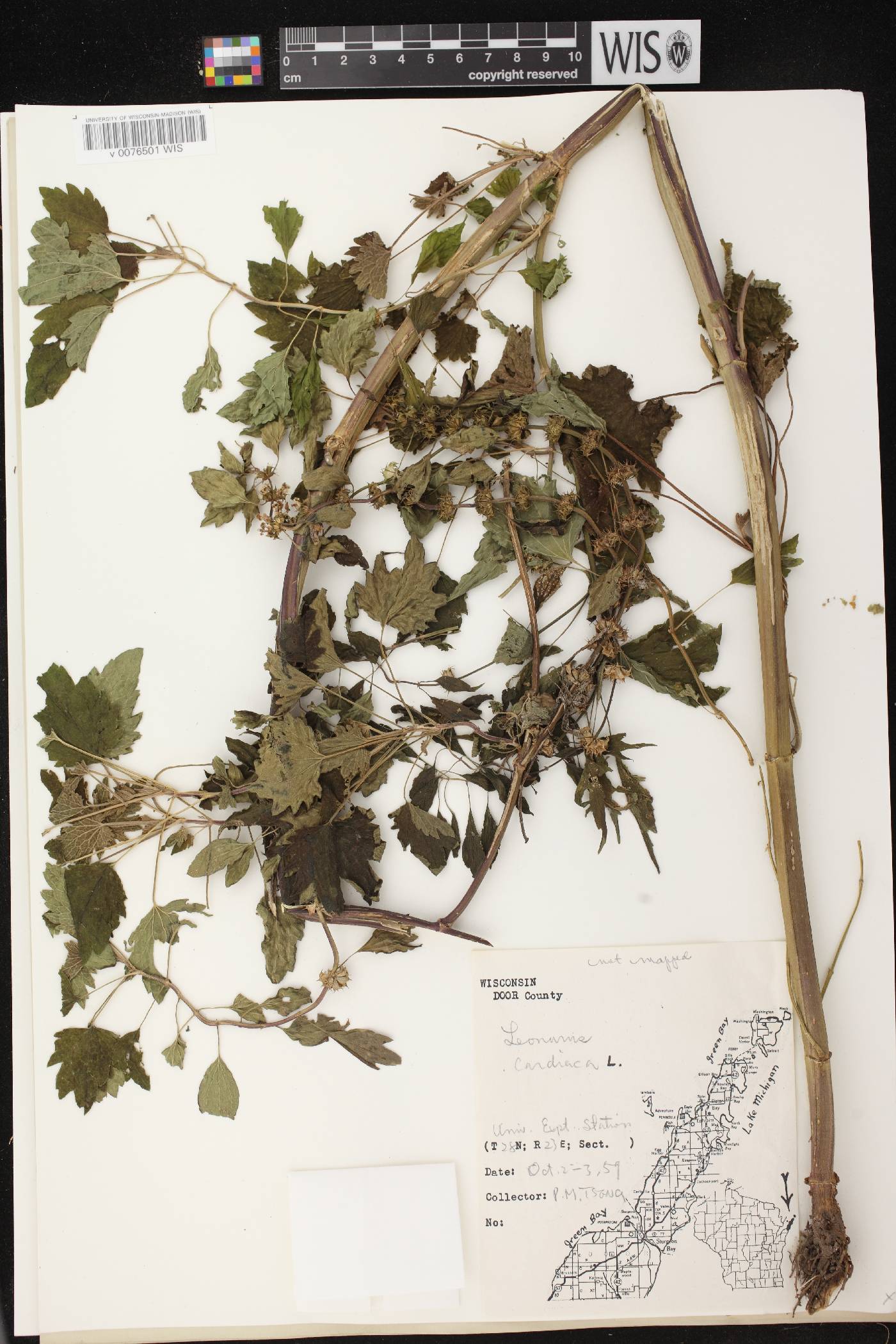 Leonurus cardiaca image