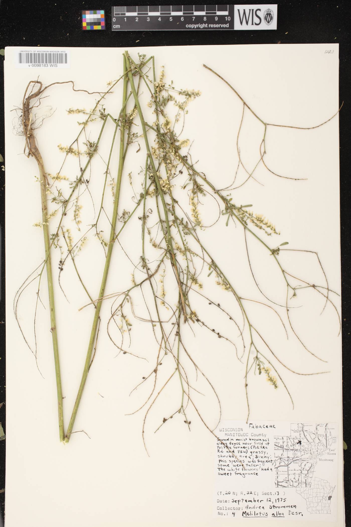 Melilotus albus image