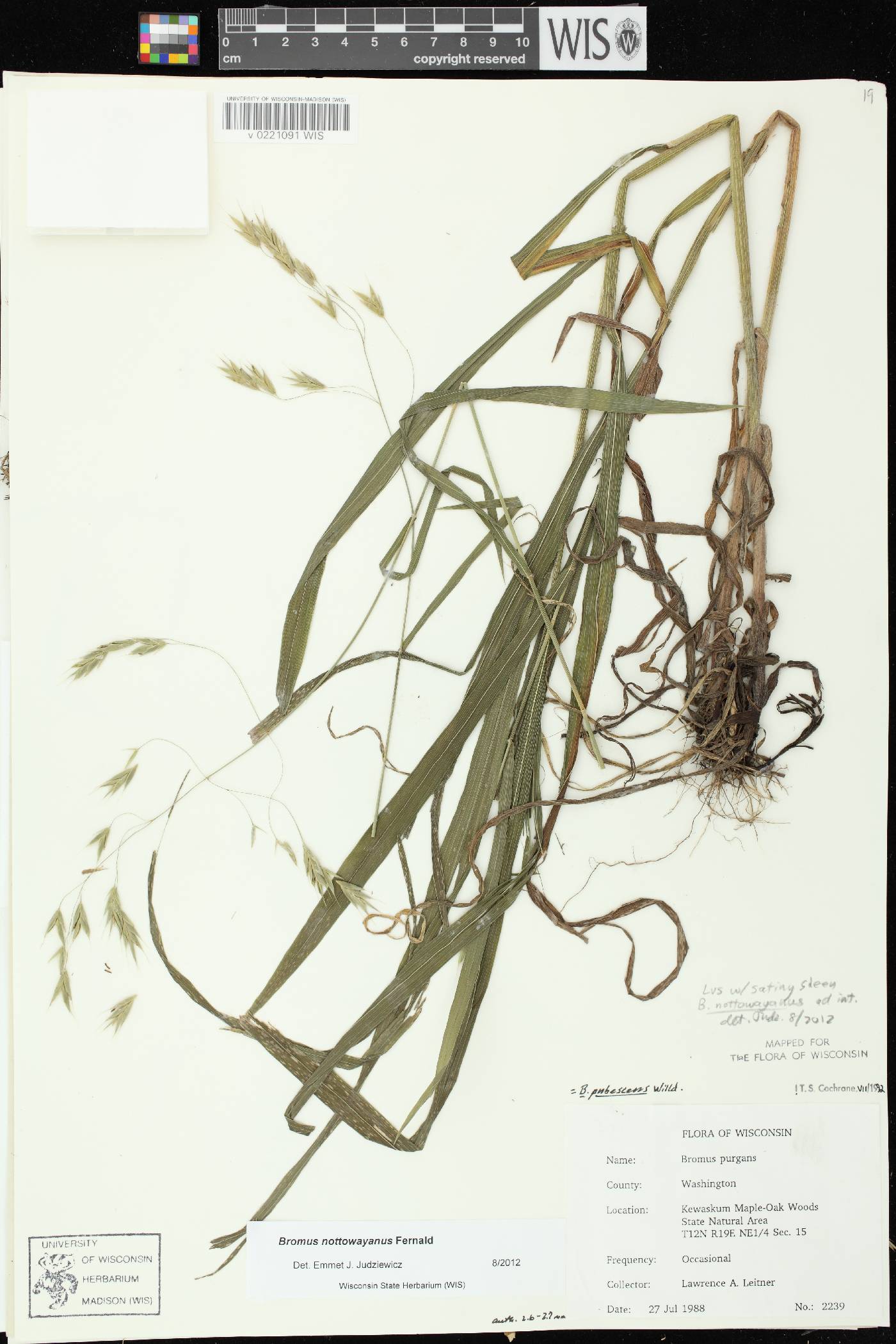 Bromus pubescens image