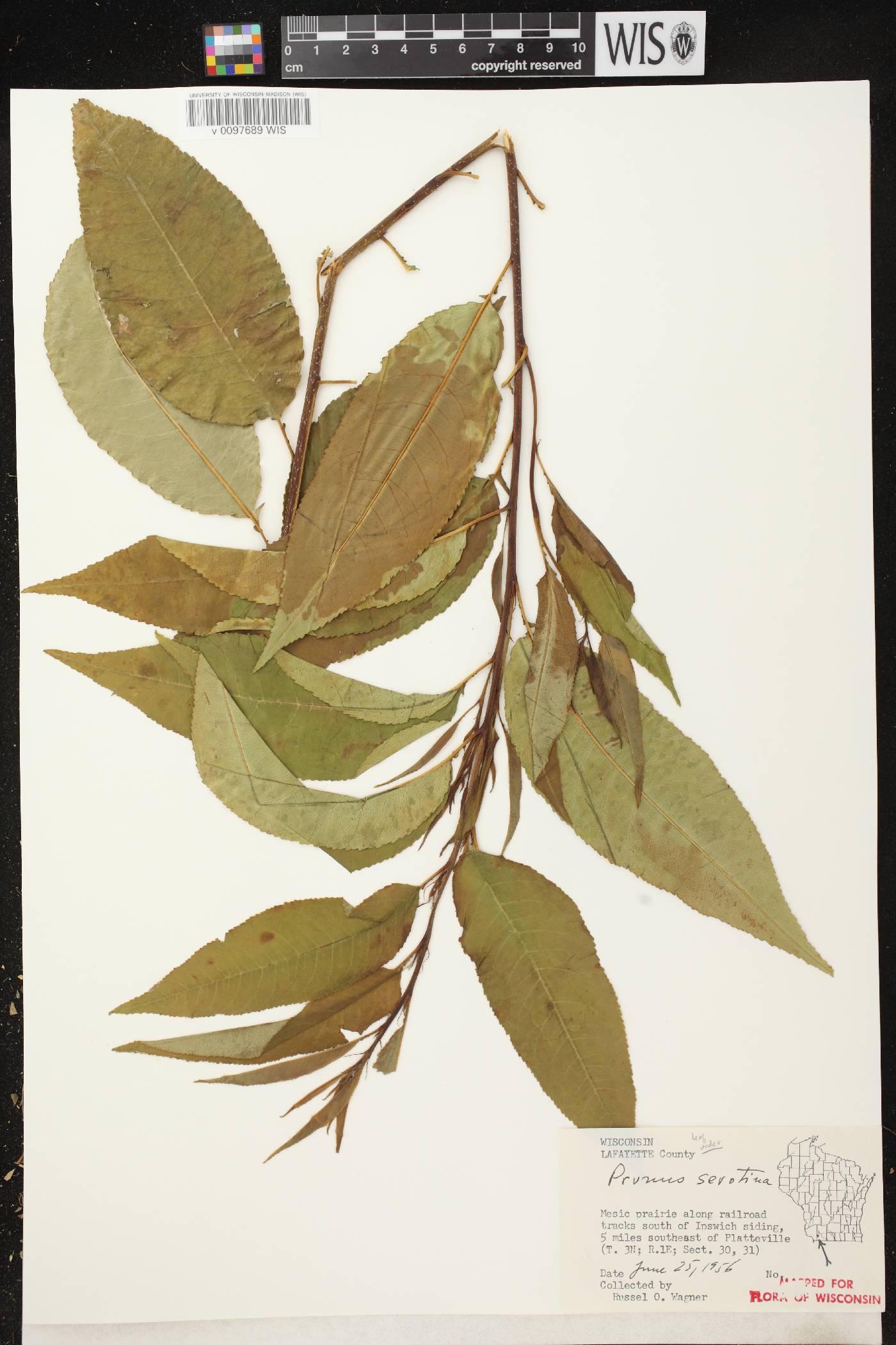 Prunus serotina image