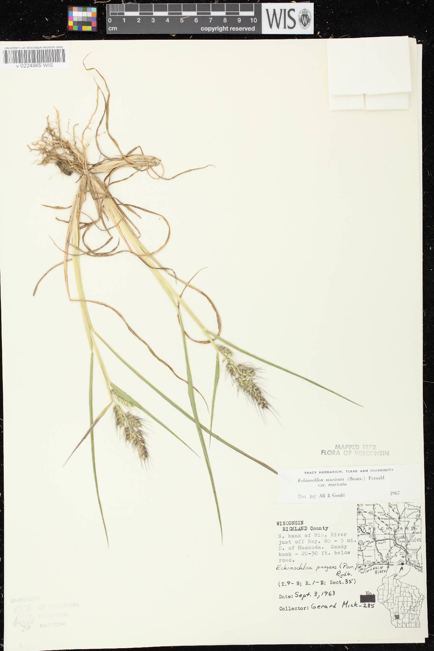 Echinochloa muricata var. muricata image