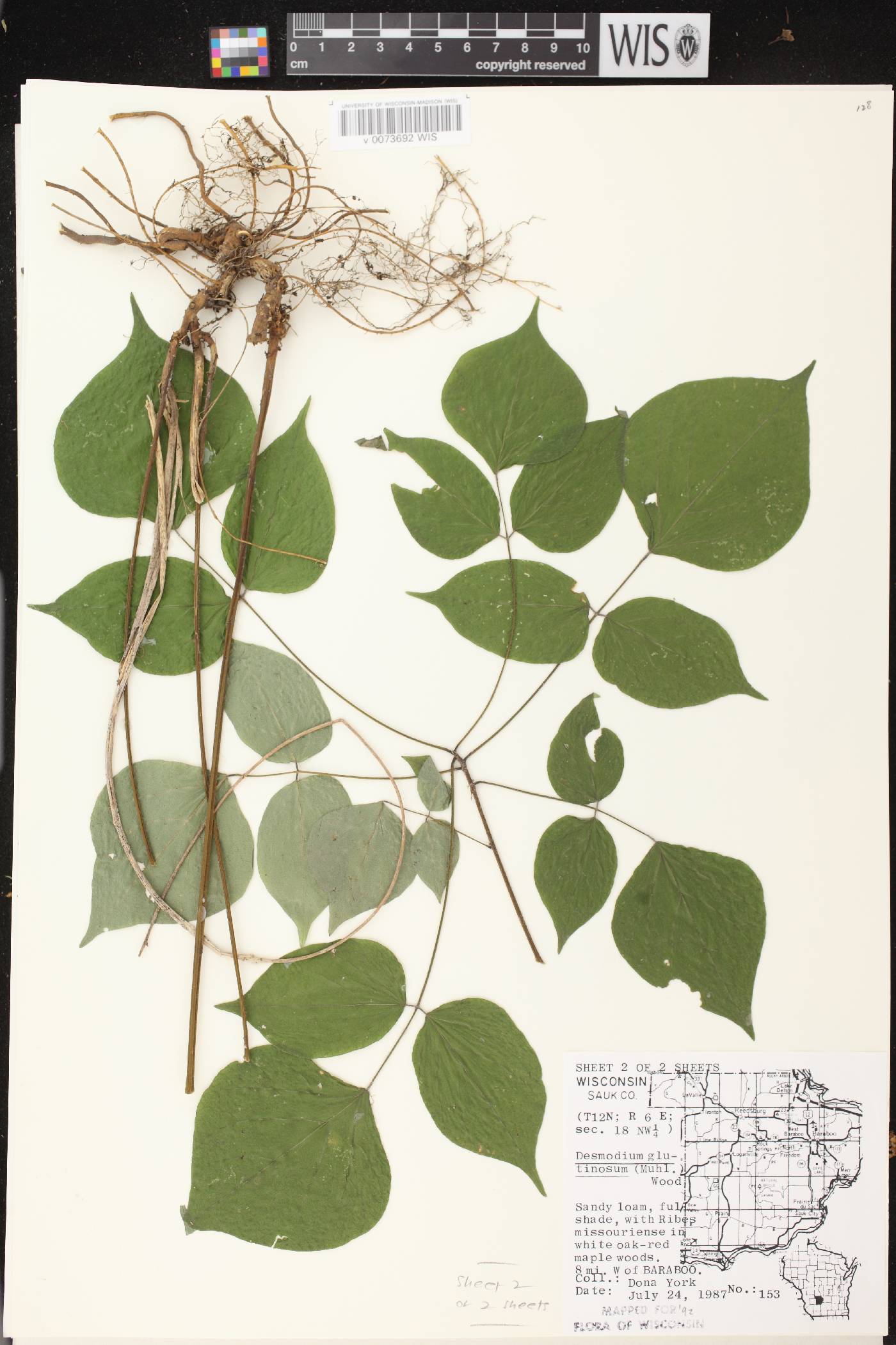 Hylodesmum glutinosum image