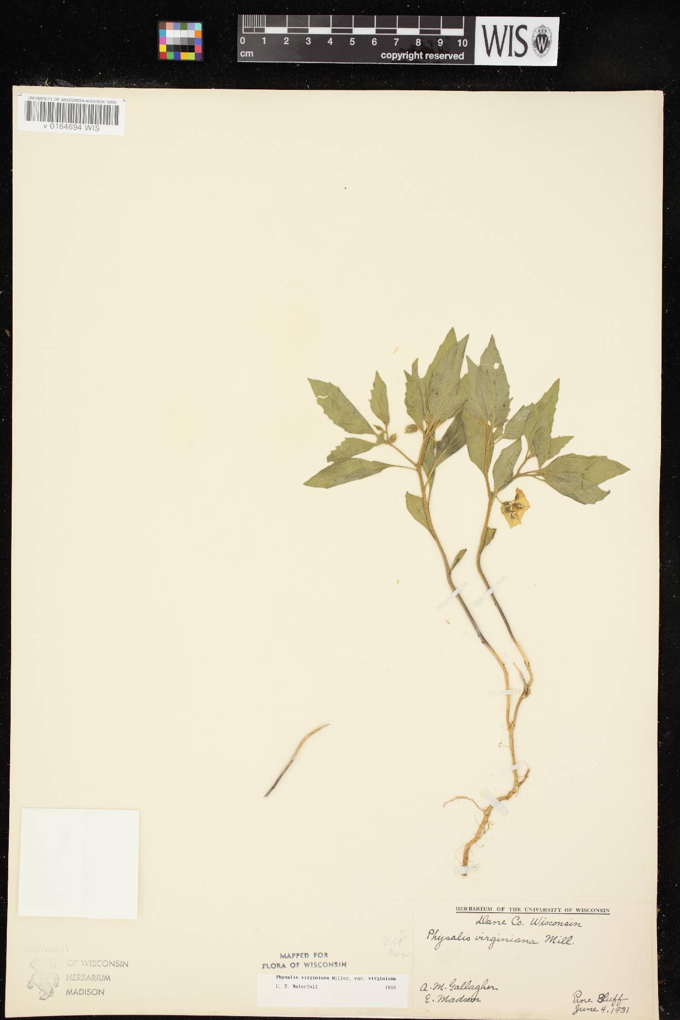 Physalis virginiana var. virginiana image
