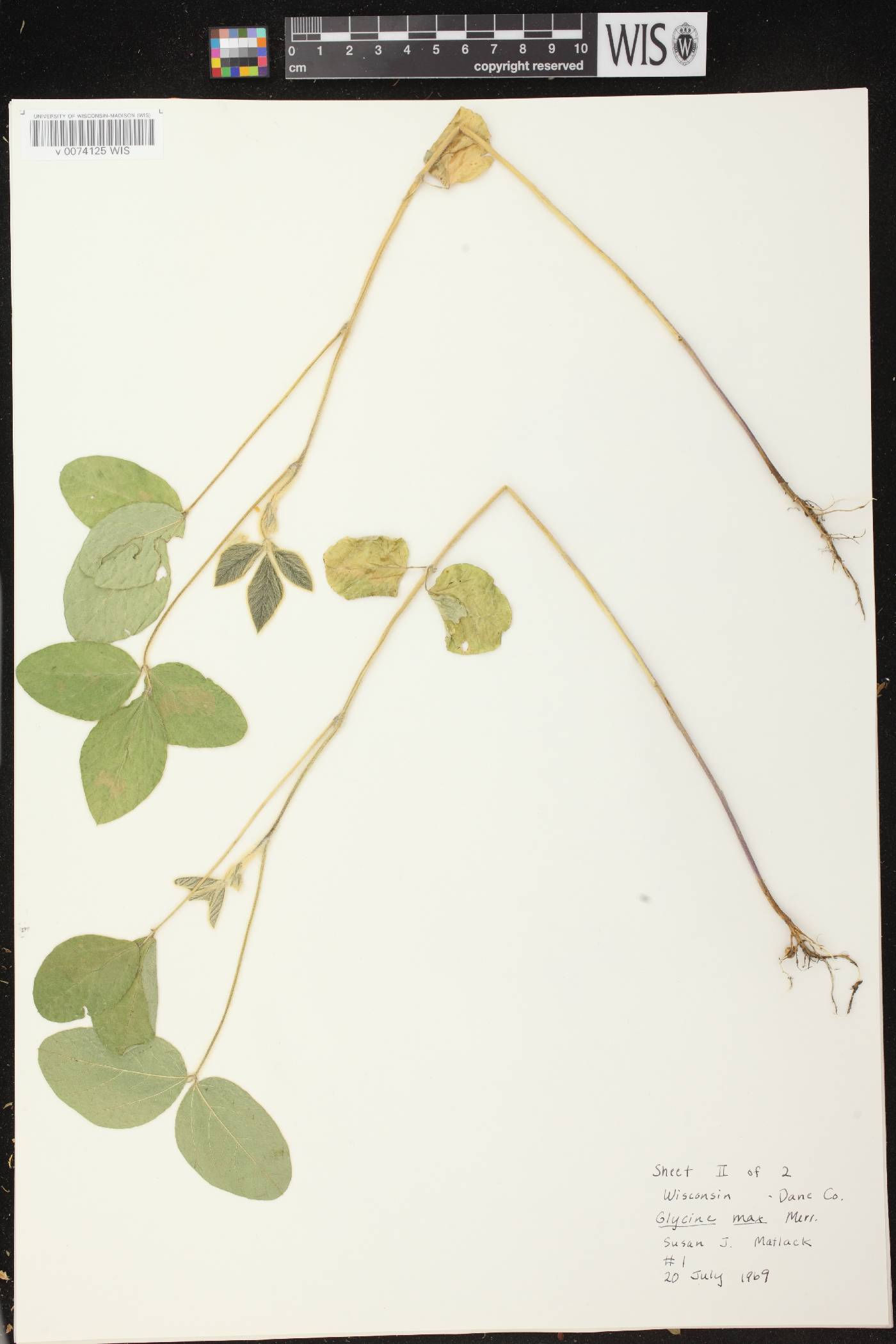Glycine max image