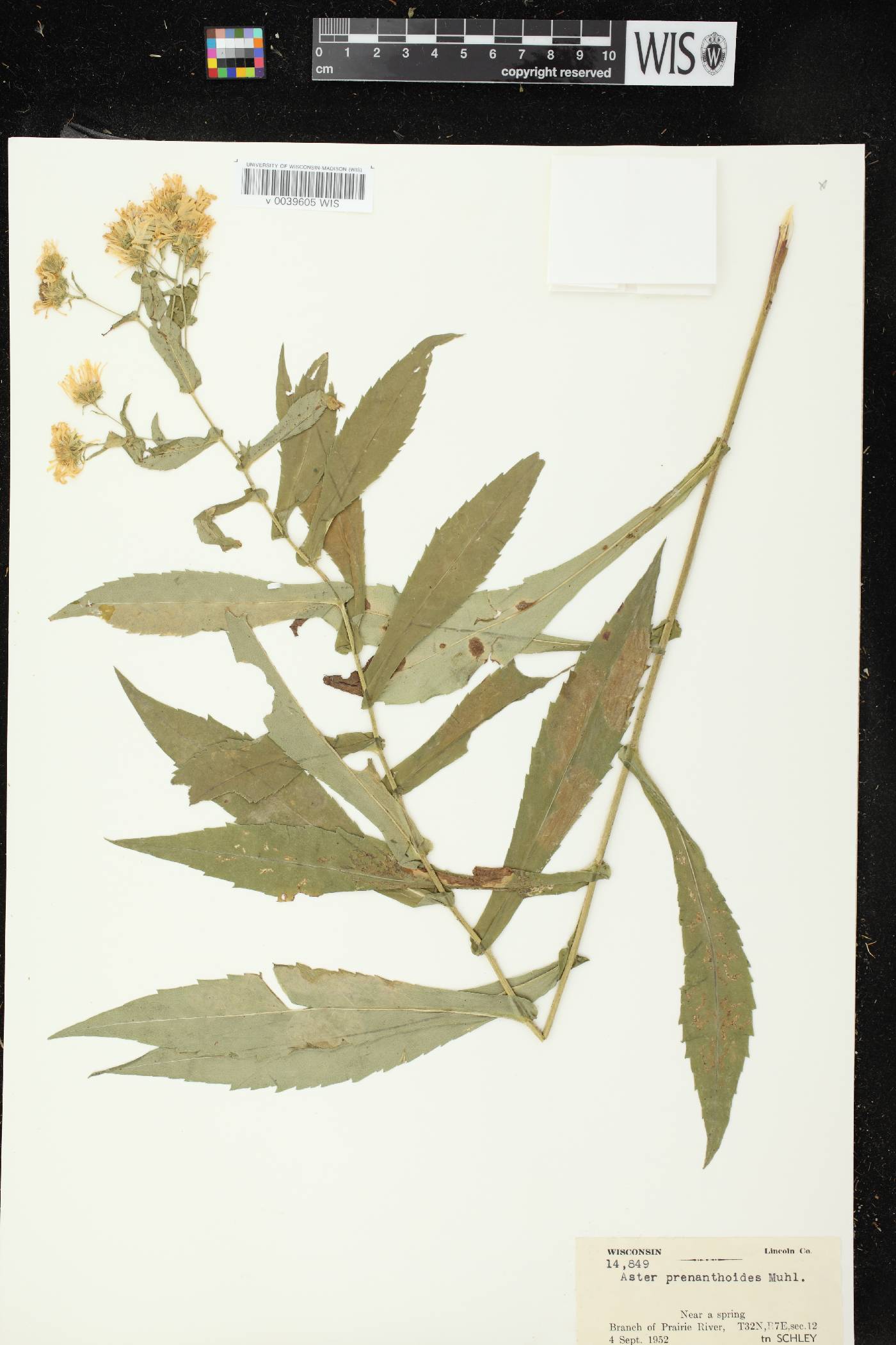 Symphyotrichum prenanthoides image