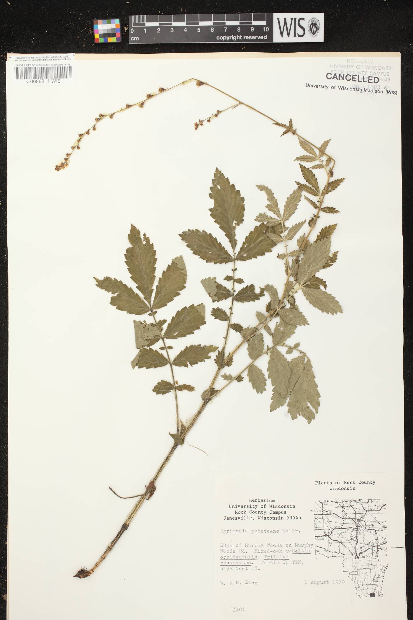 Agrimonia pubescens image