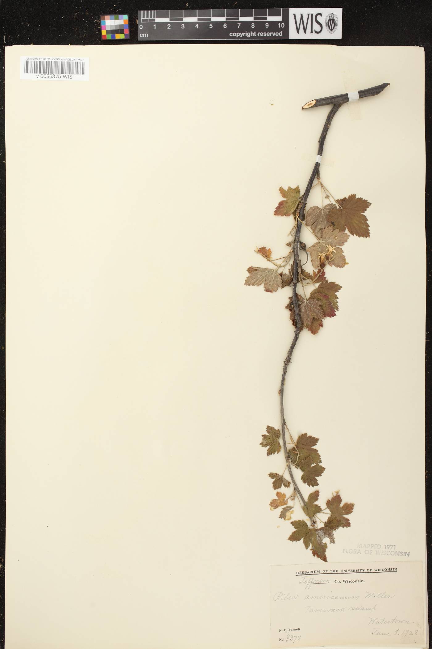 Ribes americanum image