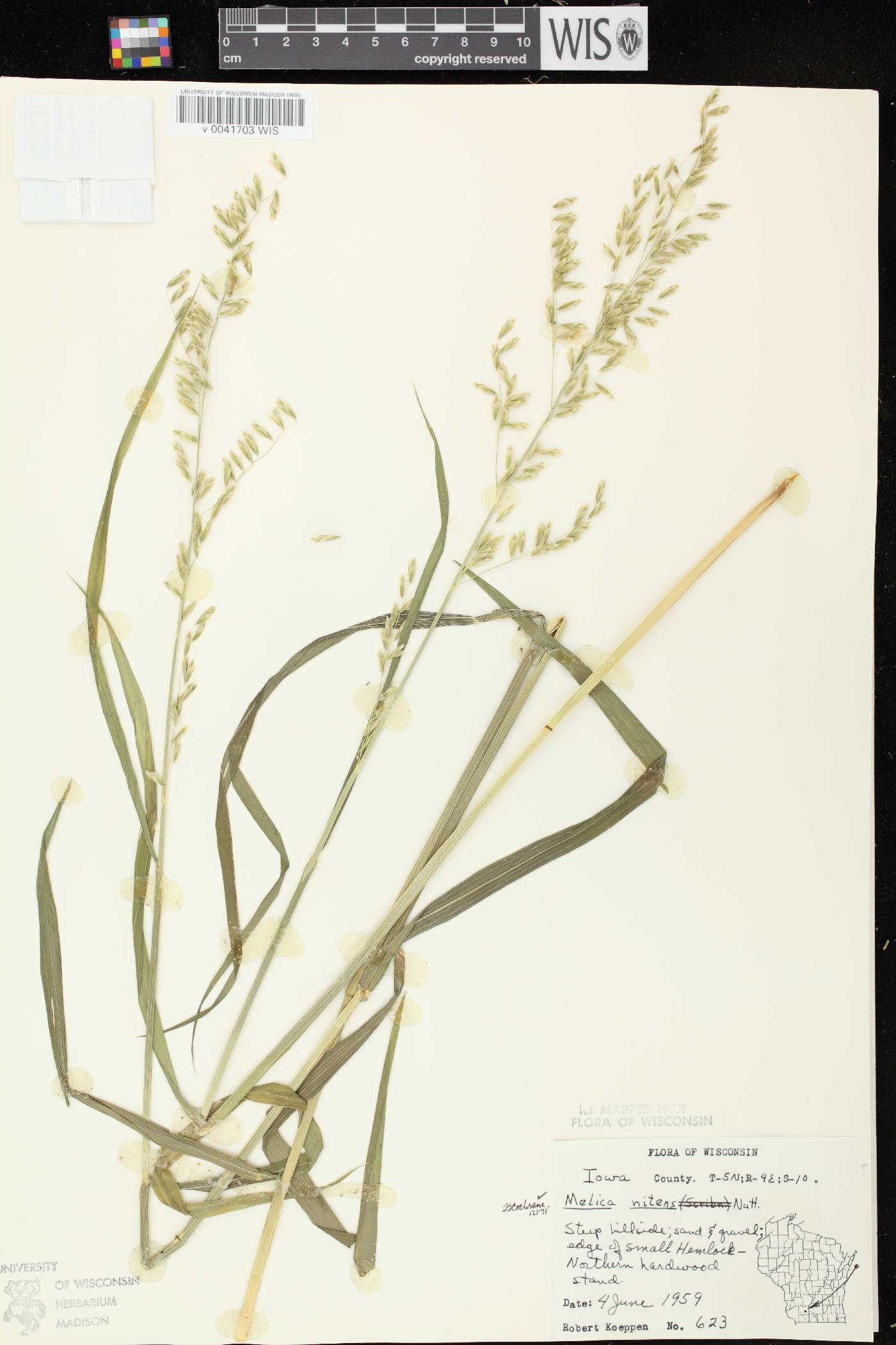 Melica nitens image