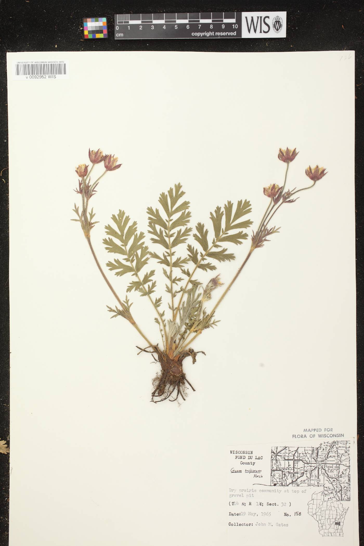 Geum triflorum var. triflorum image