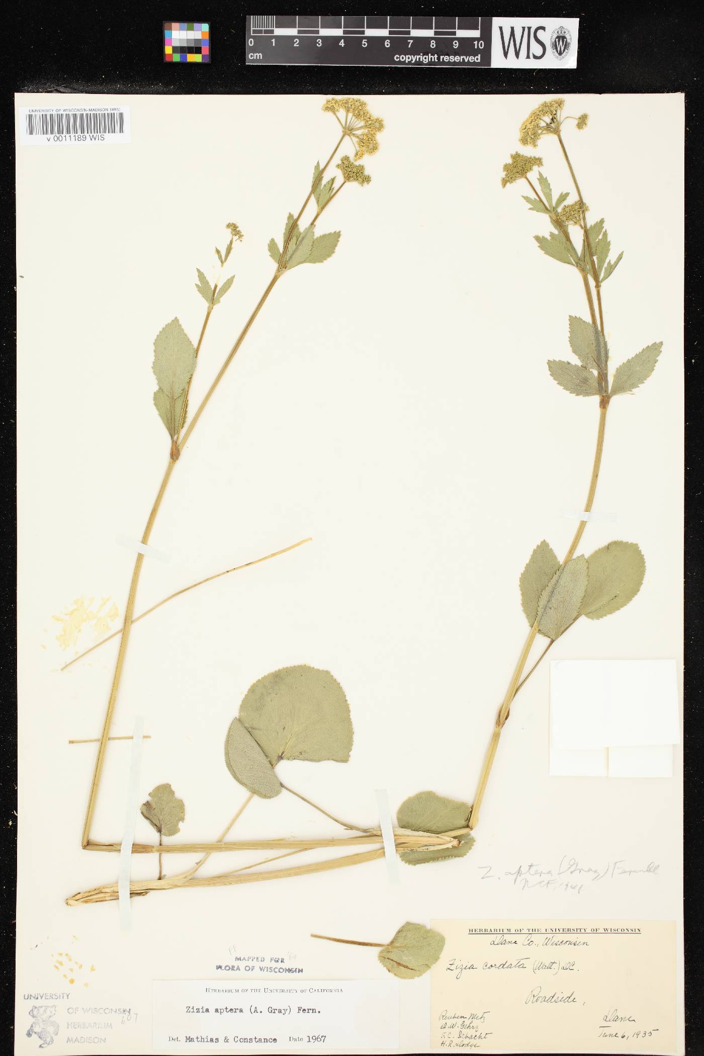 Zizia aptera image