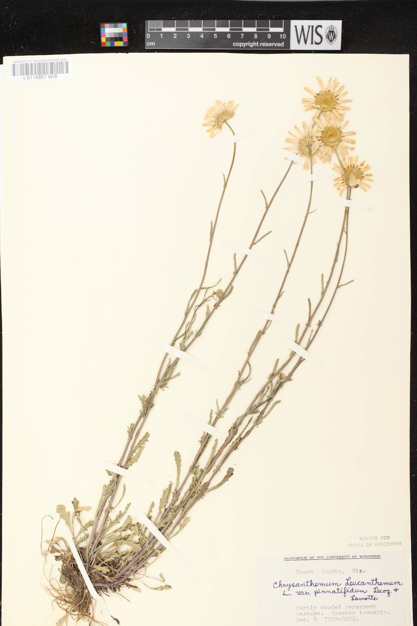 Leucanthemum vulgare image