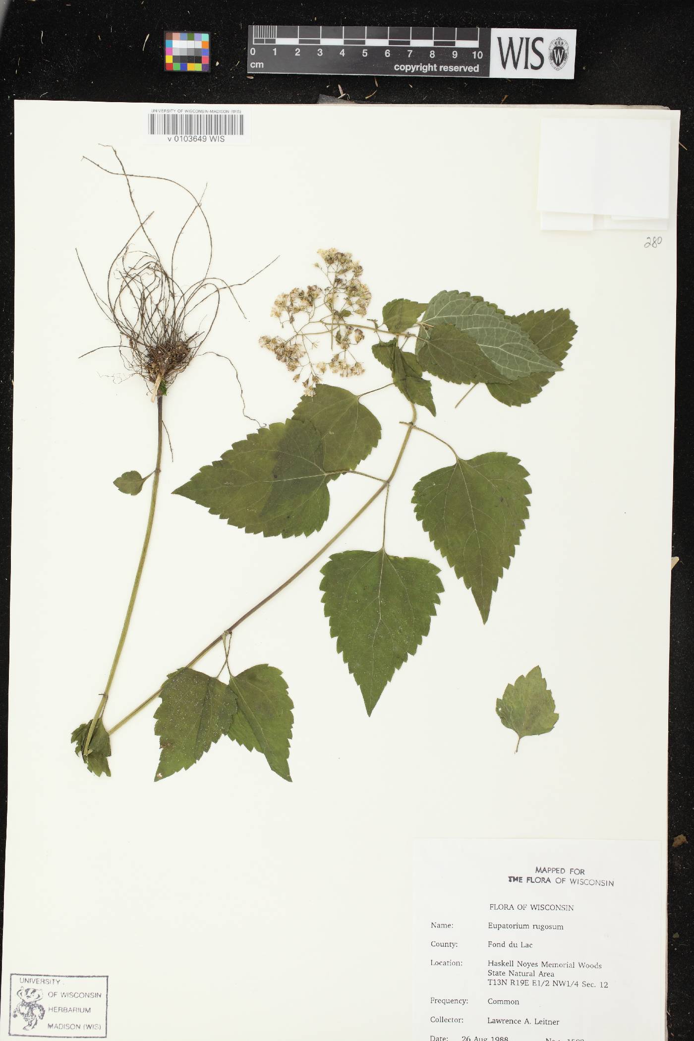 Ageratina altissima subsp. altissima image