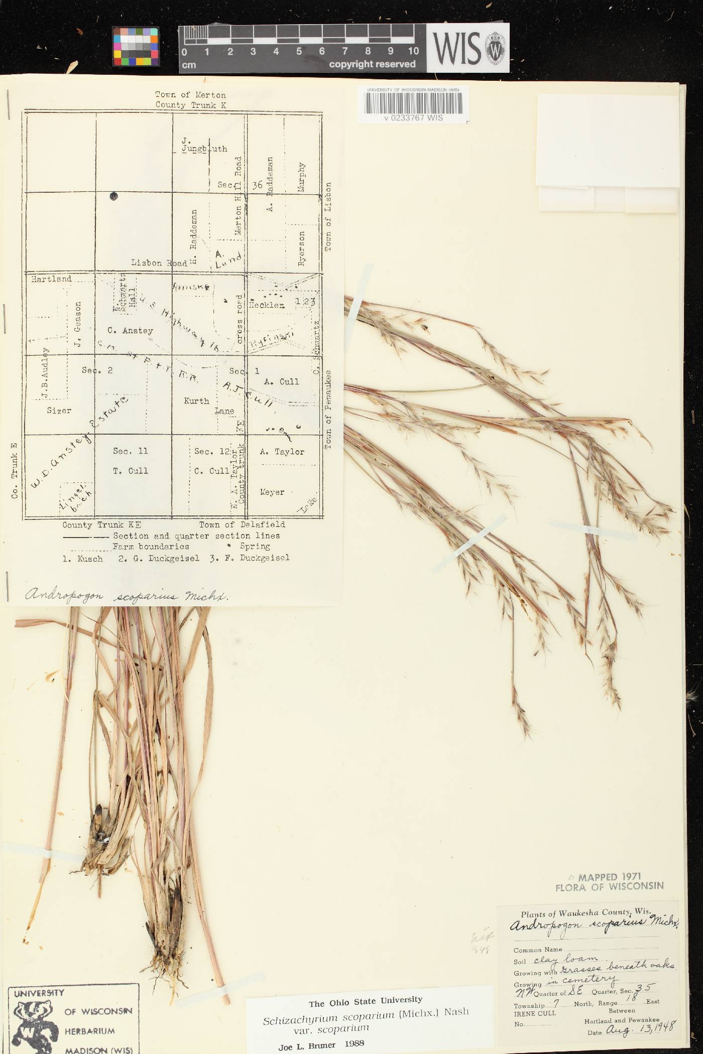 Schizachyrium scoparium var. scoparium image