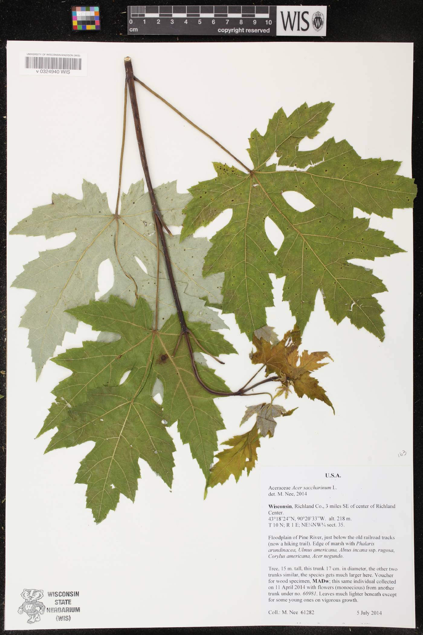 Acer saccharinum image