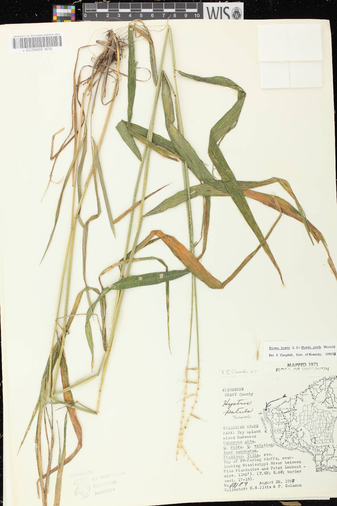Elymus hystrix var. hystrix image