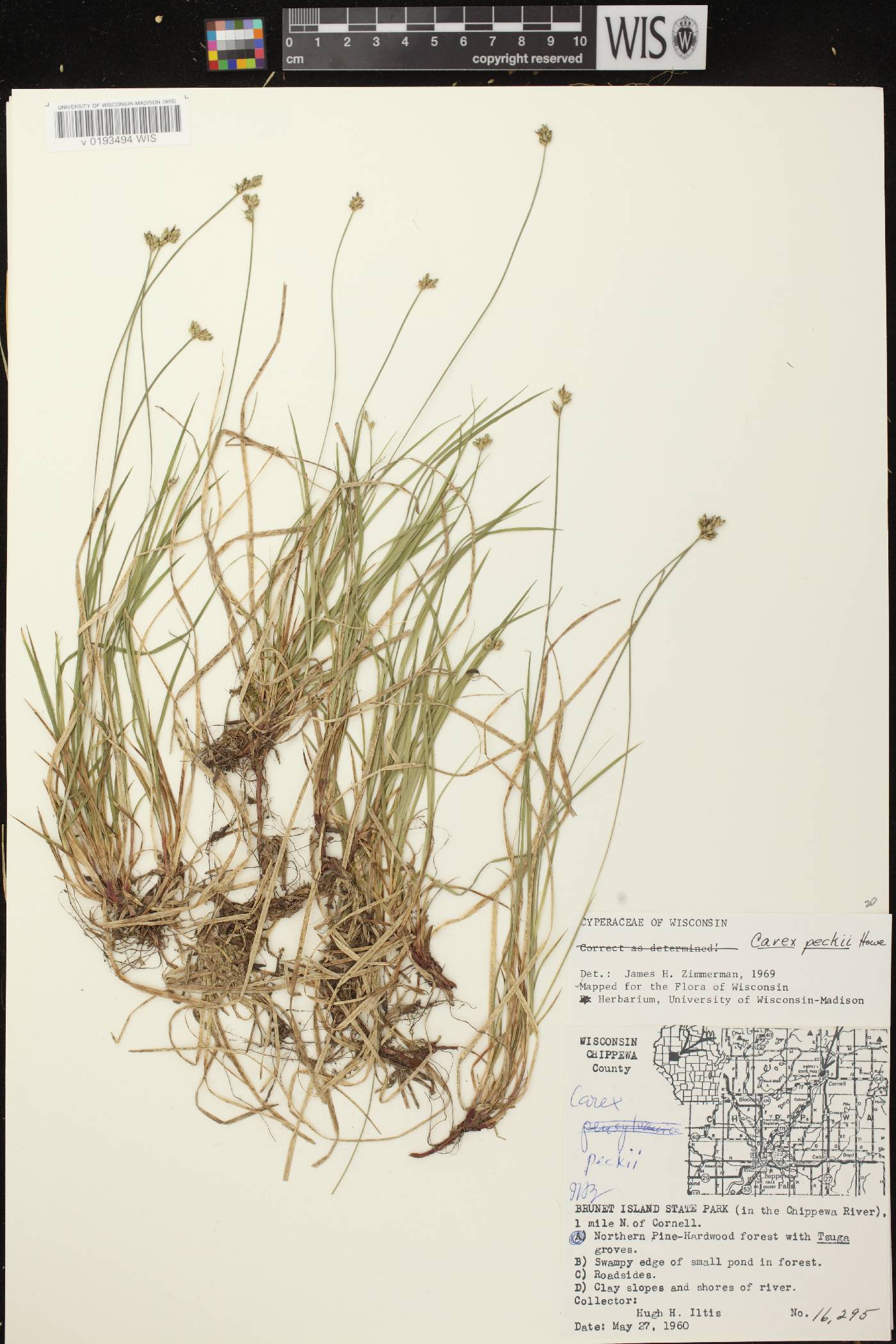 Carex peckii image