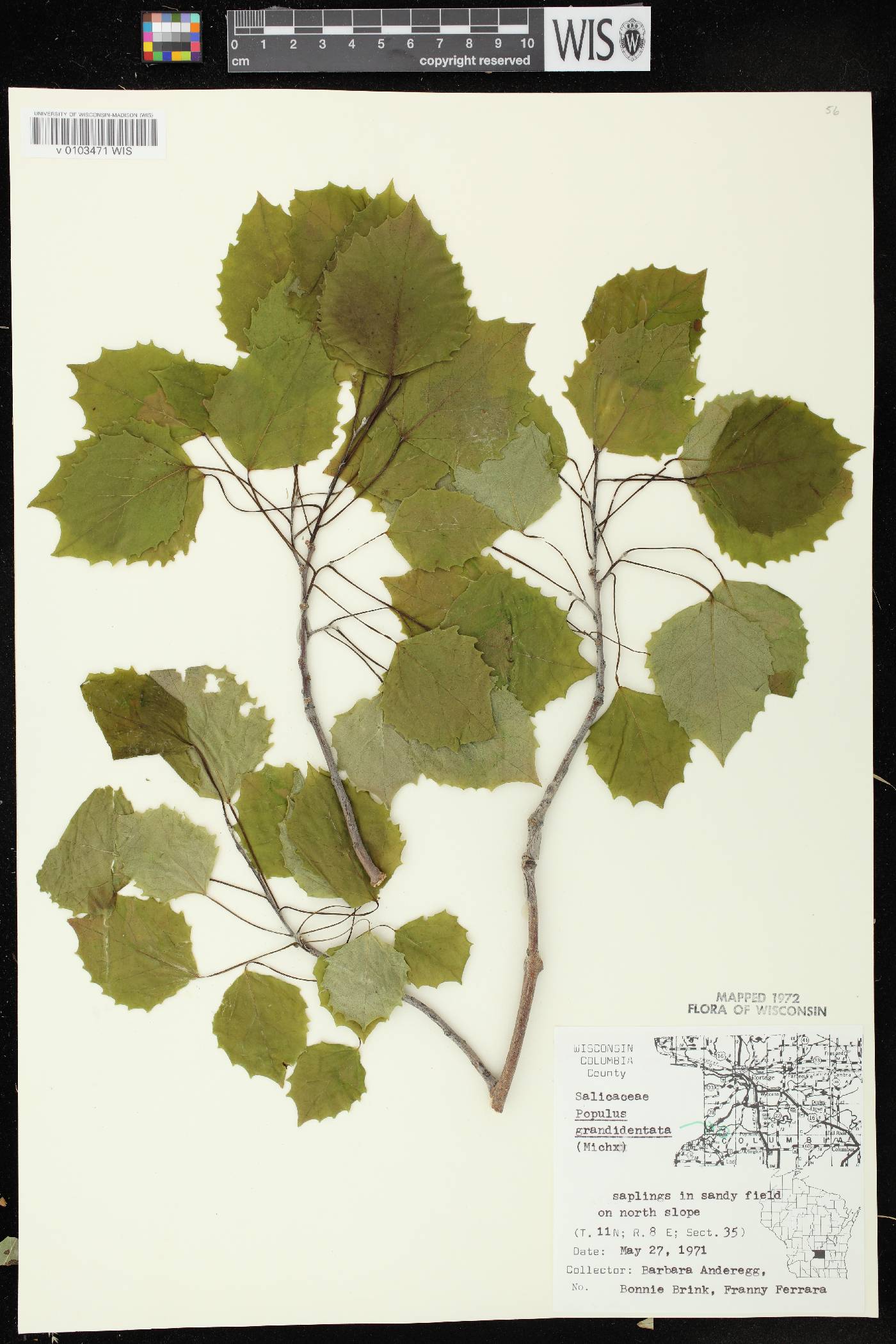 Populus grandidentata image