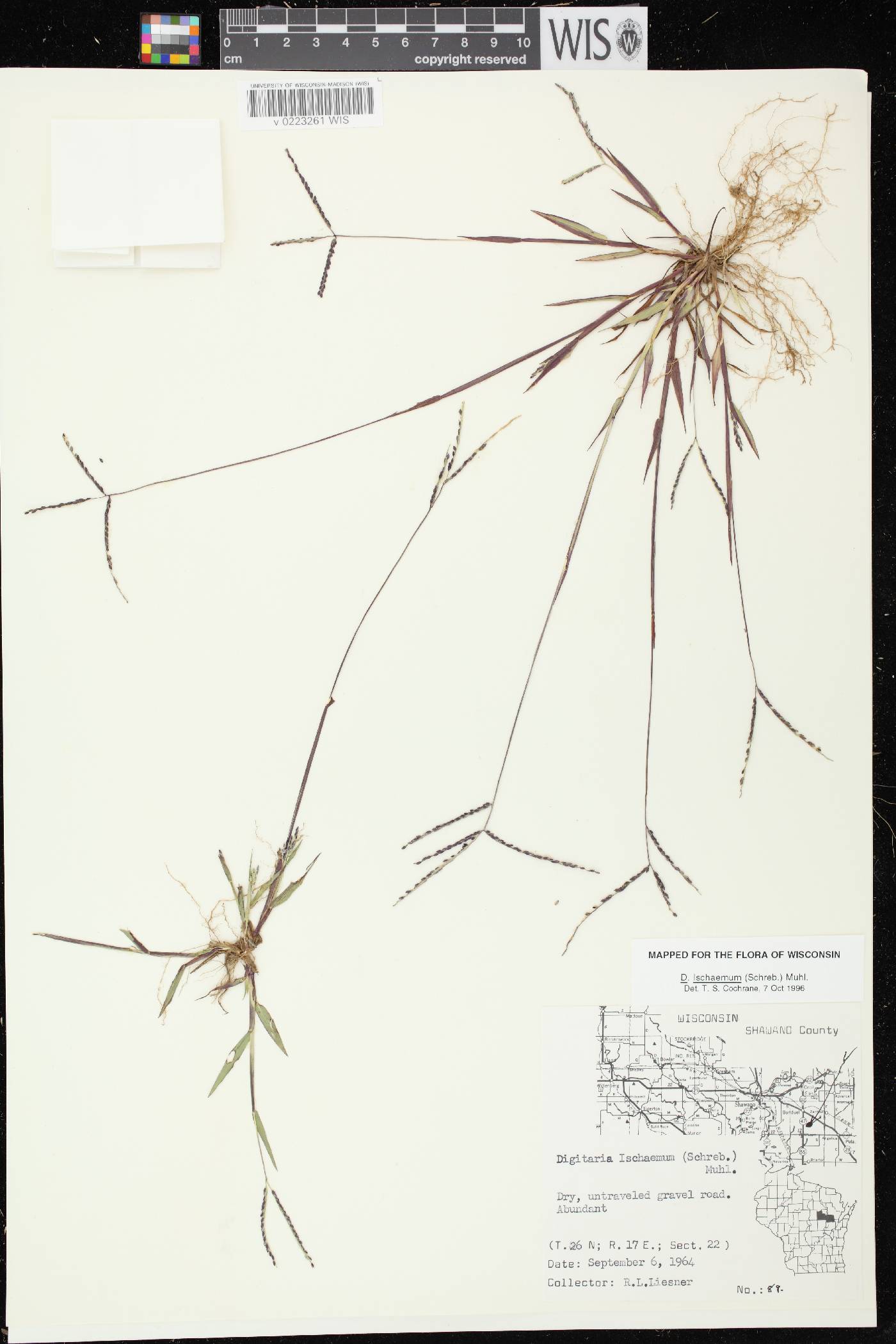 Digitaria ischaemum image