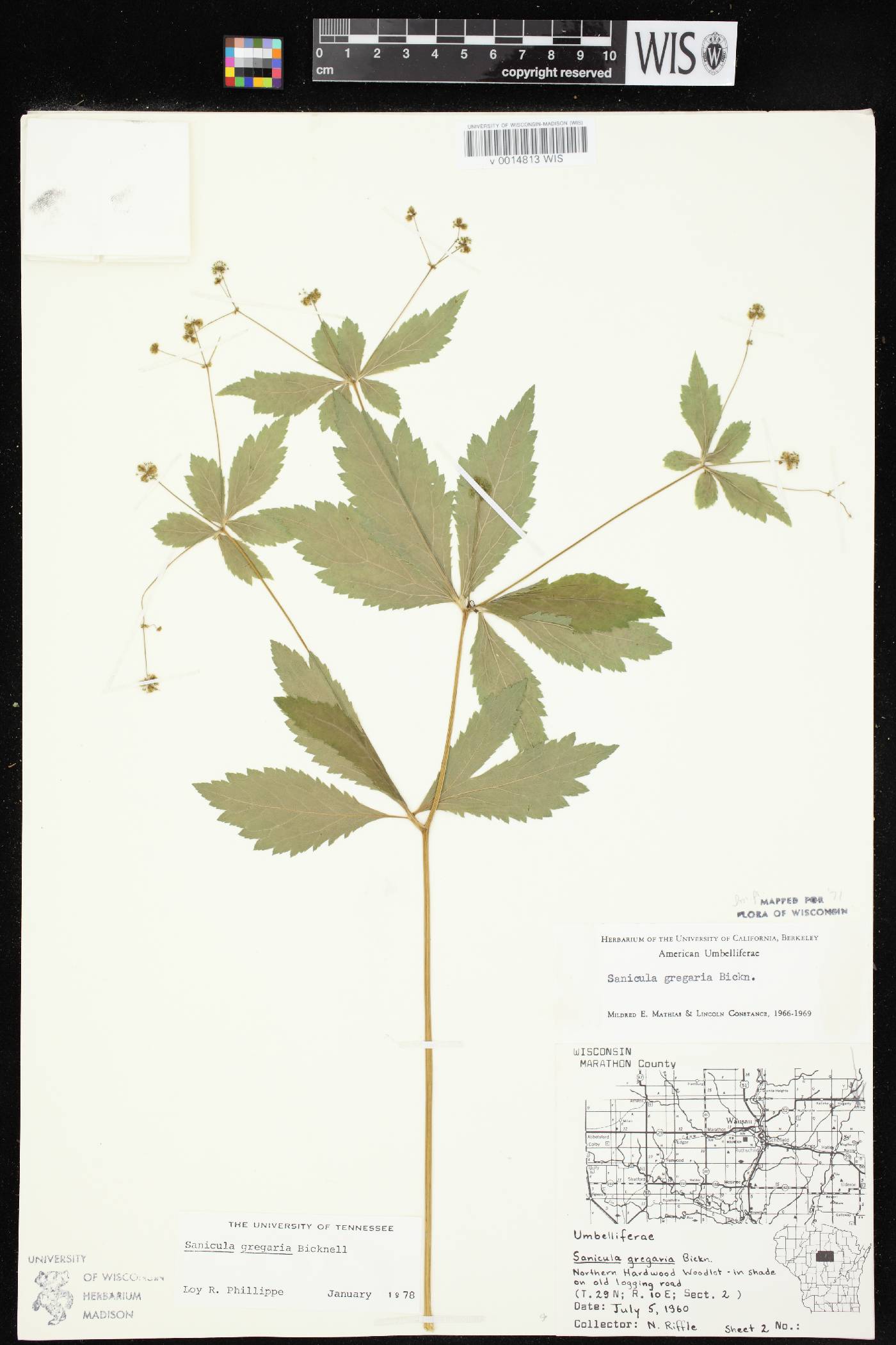 Sanicula odorata image