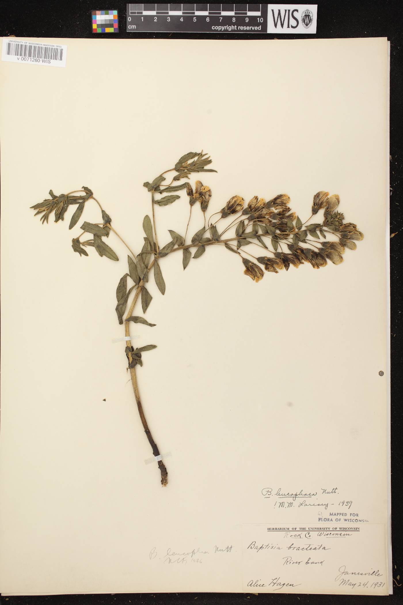 Baptisia leucophaea image