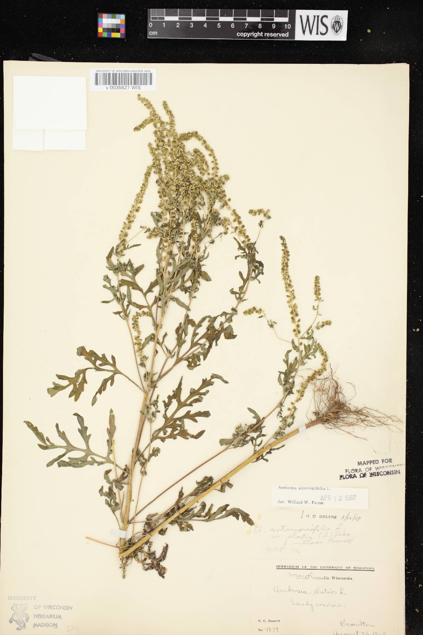 Ambrosia artemisiifolia image